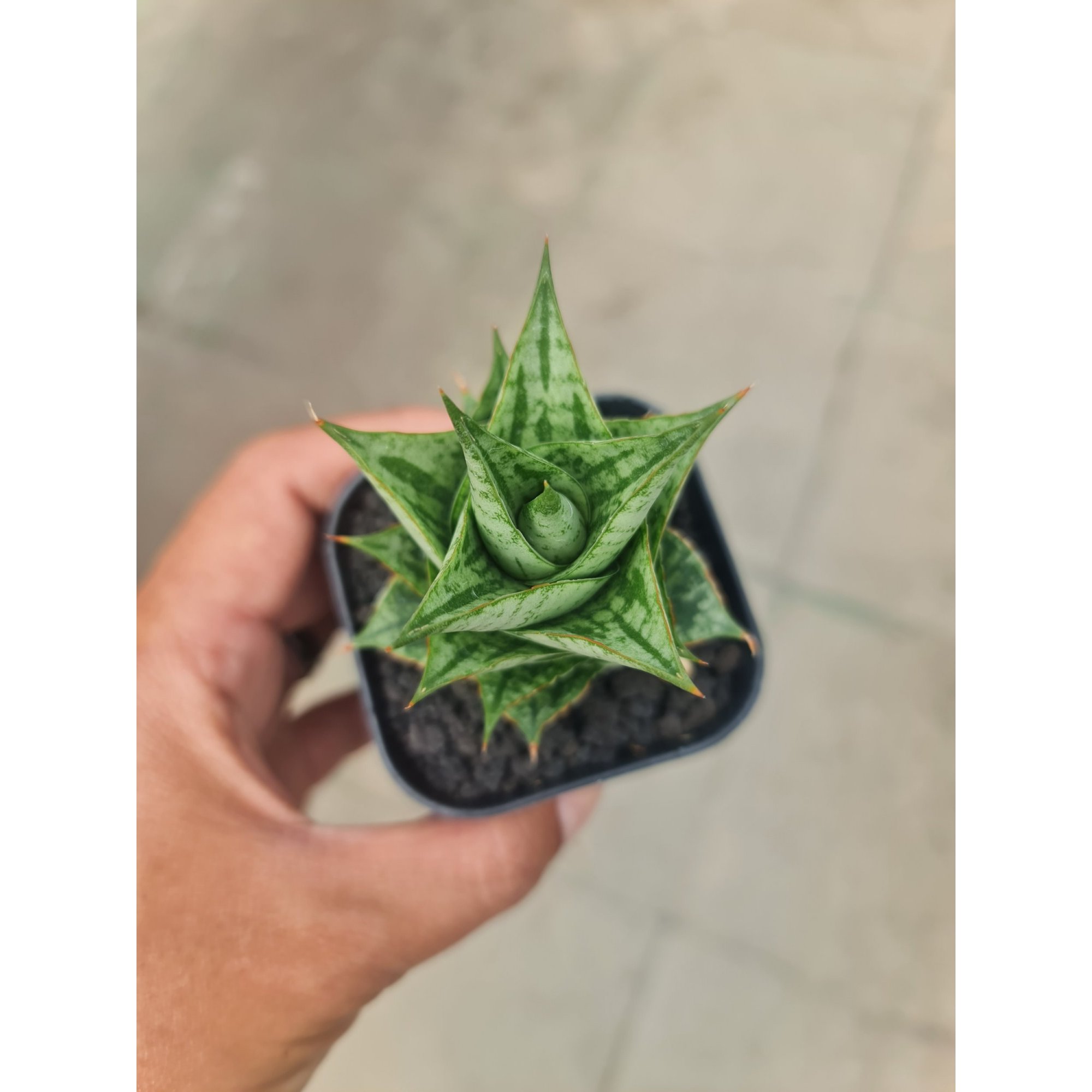 Sansevieria Win Win size 8 cm, real feature image plant. Picture taken directly from kaktus.id community Sansevieria farmer green houses.