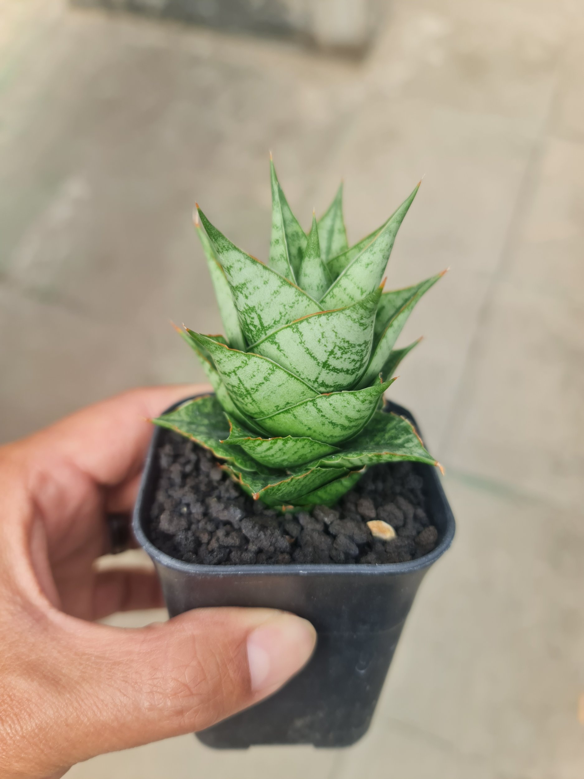 Sansevieria Win Win size 8 cm, real gallery image #1 plants. Picture taken directly from kaktus.id community Sansevieria farmer green houses.