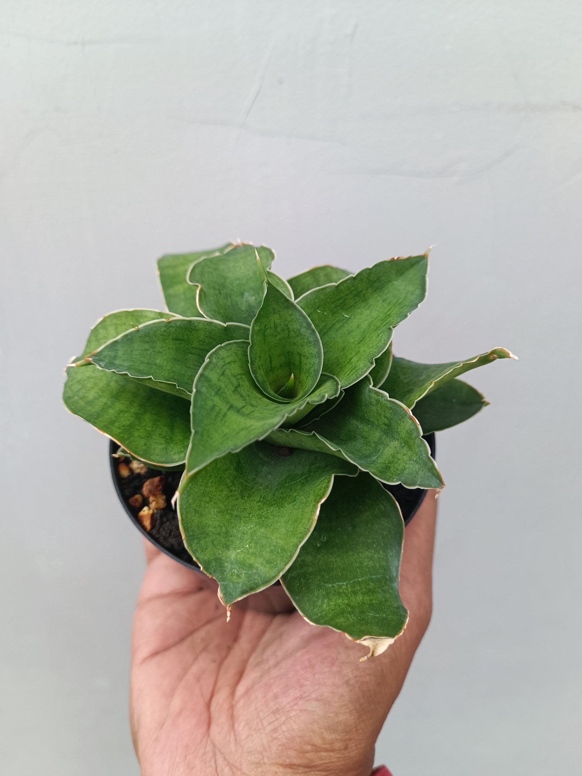 Sansevieria Wind Rose, real gallery image #1 plants. Picture taken directly from kaktus.id community Sansevieria farmer green houses.