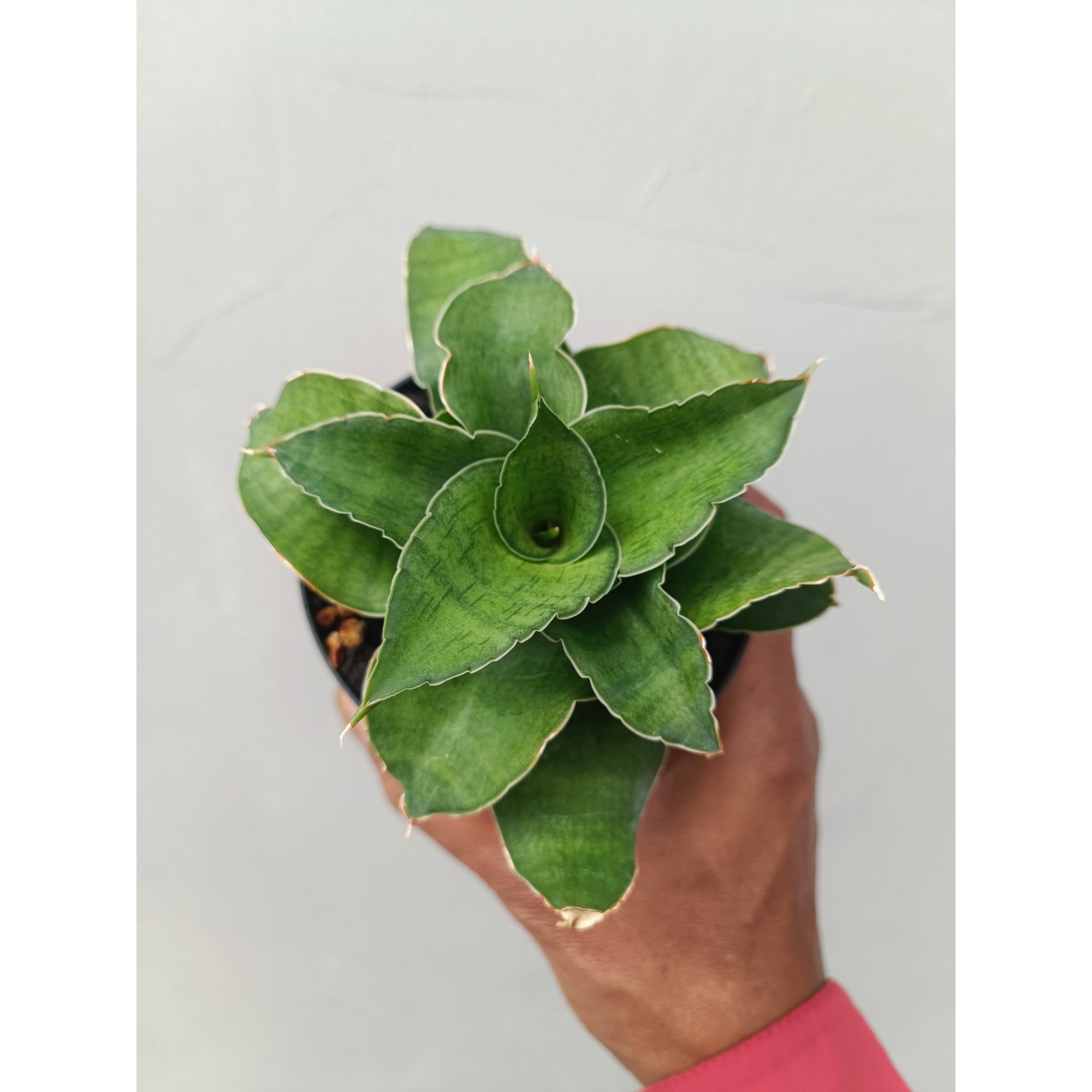 Sansevieria Wind Rose, real feature image plant. Picture taken directly from kaktus.id community Sansevieria farmer green houses.