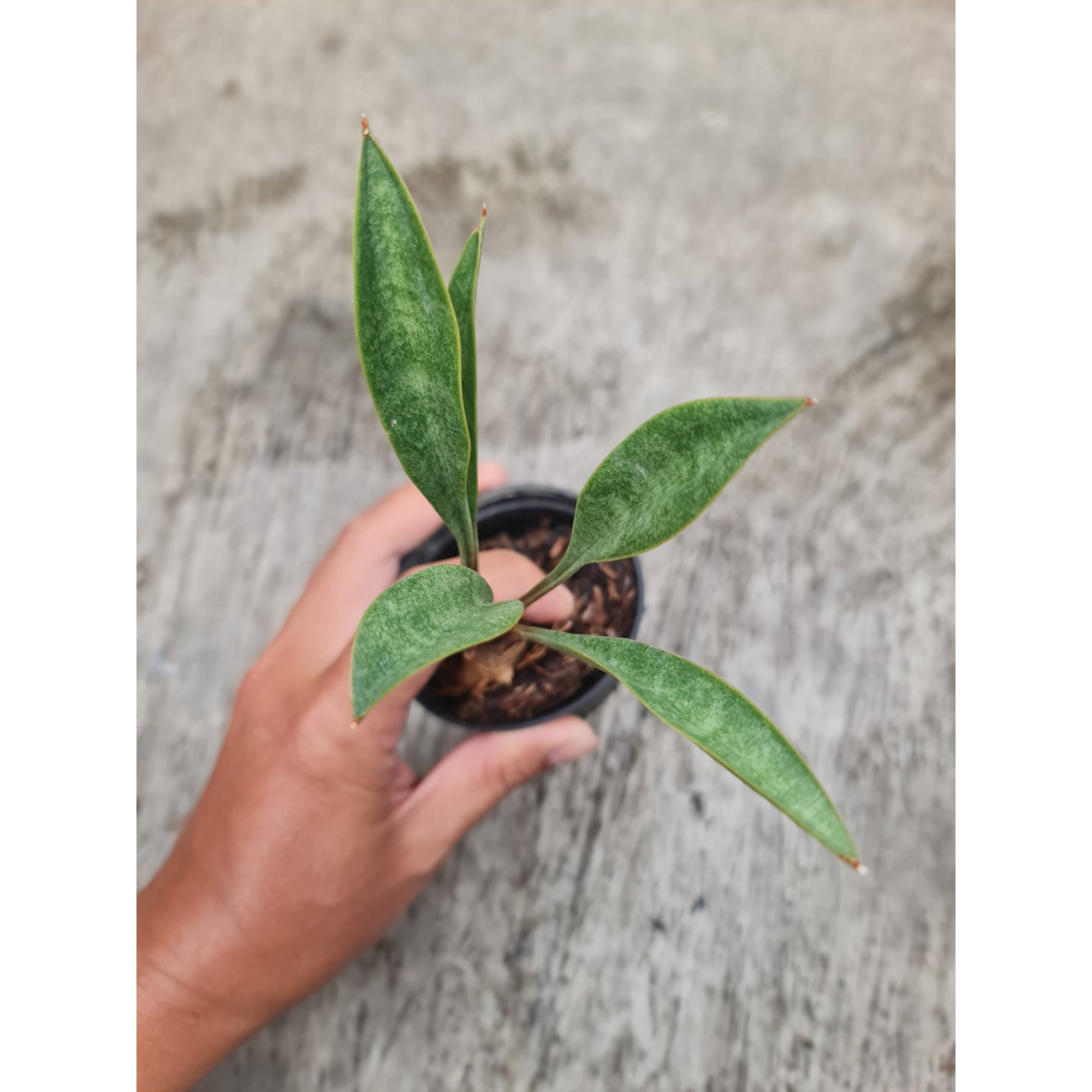Sansevieria Concinna Giant Spoon, real feature image plant. Picture taken directly from kaktus.id community Sansevieria farmer green houses.