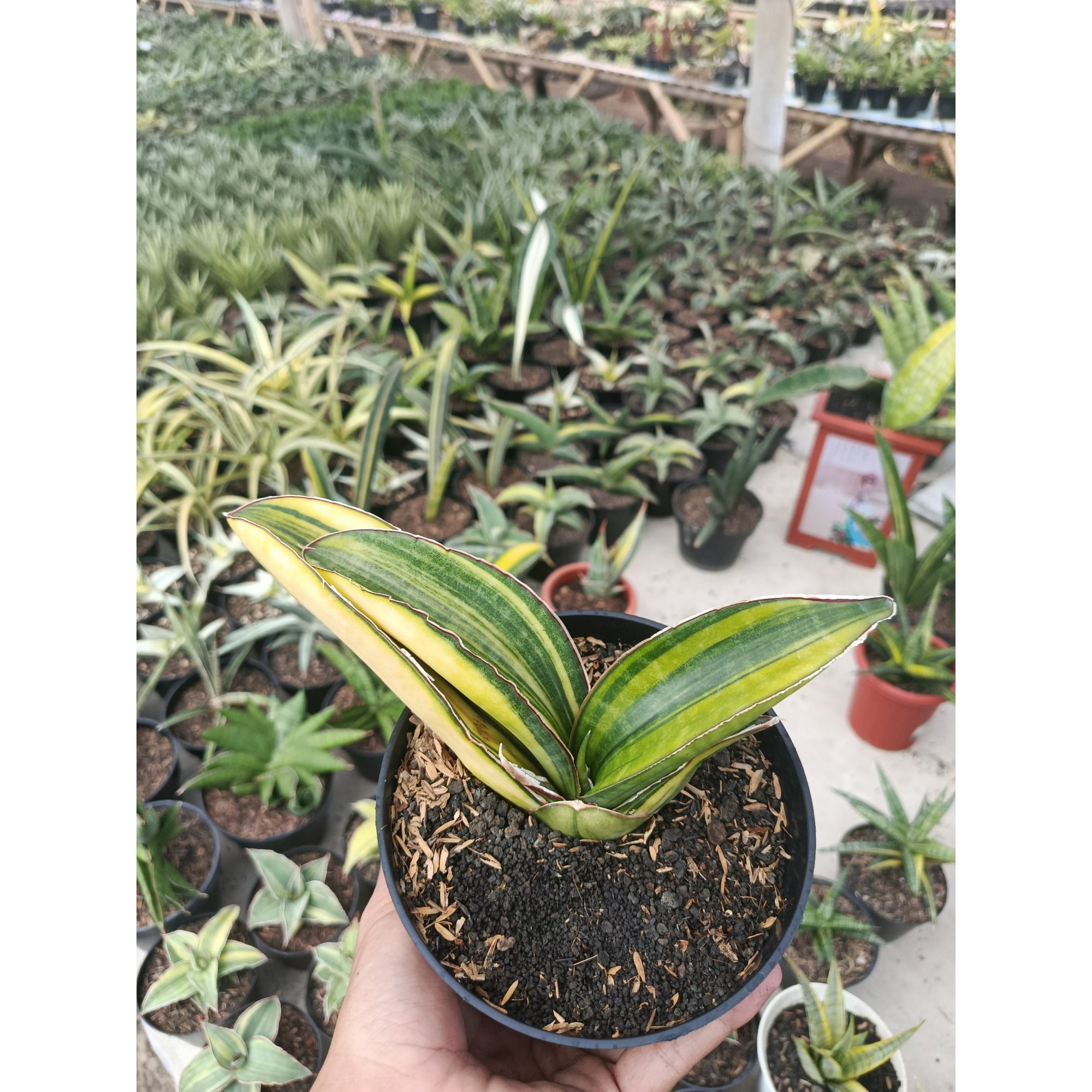 Sansevieria Sinus Giant Bat Variegated, real feature image plant. Picture taken directly from kaktus.id community Sansevieria farmer green houses.