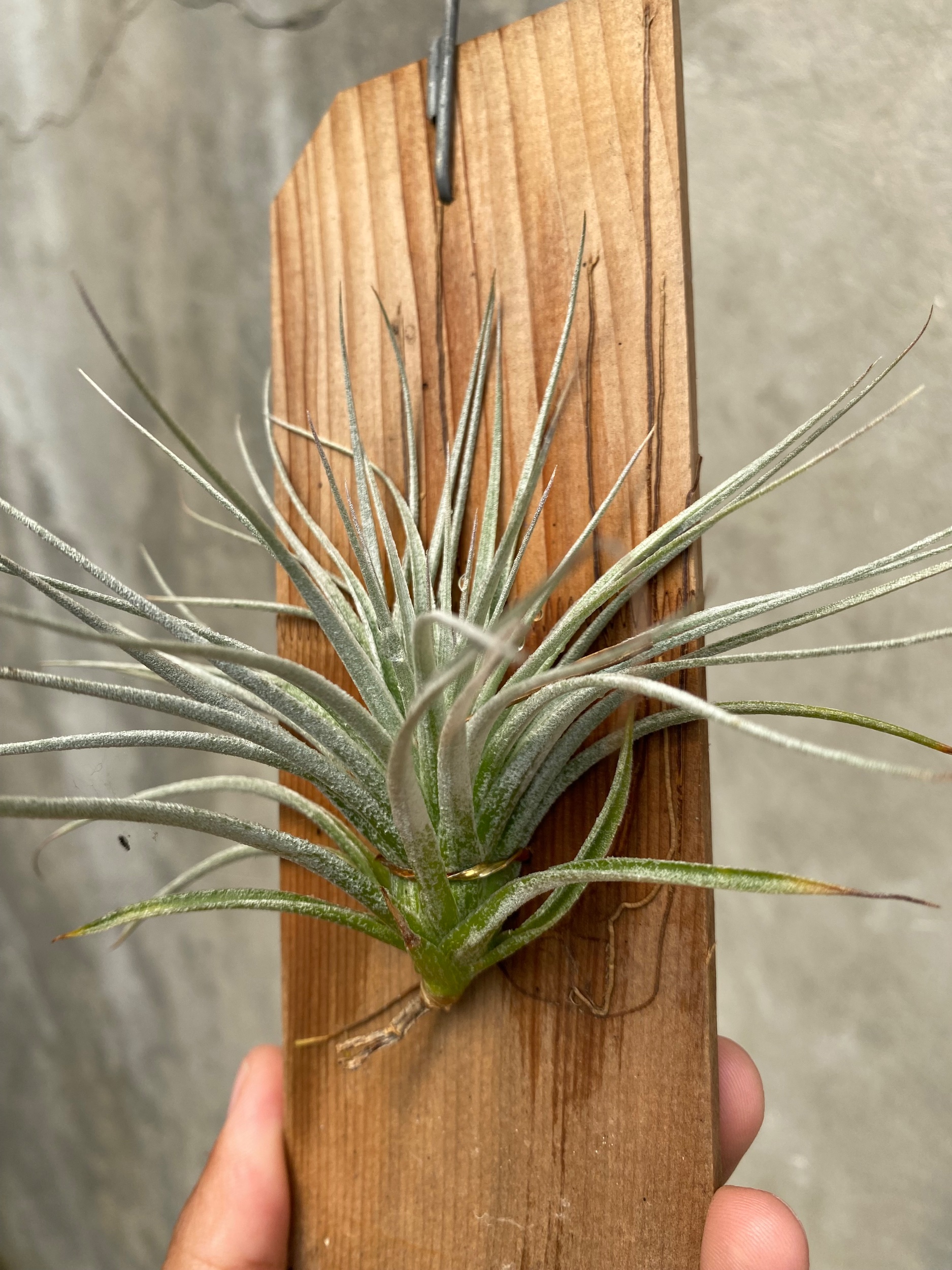 Tillandsia Cotton Candy, real gallery image #1 plants. Picture taken directly from kaktus.id community Tillandsia farmer green houses.