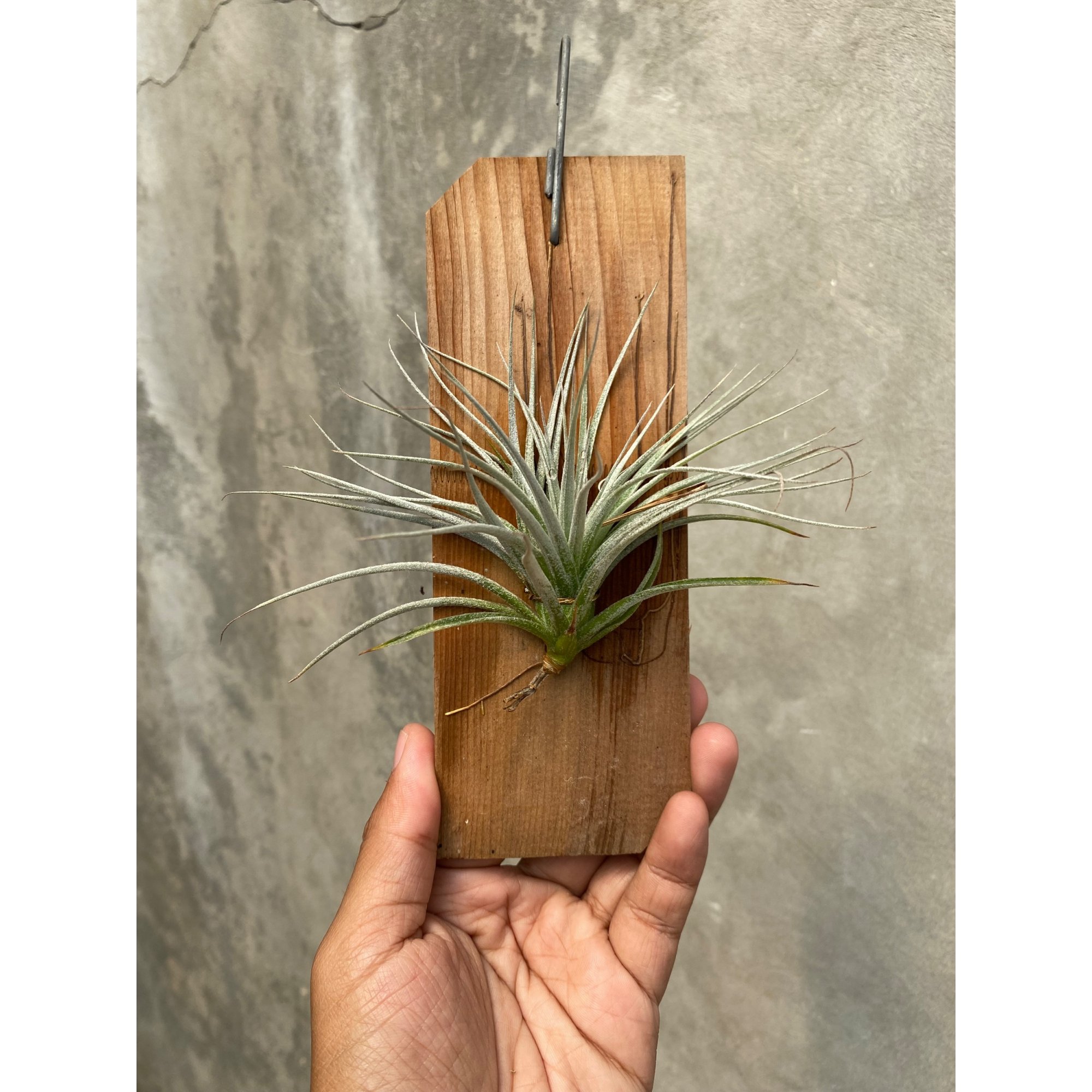Tillandsia Cotton Candy, real feature image plant. Picture taken directly from kaktus.id community Tillandsia farmer green houses.