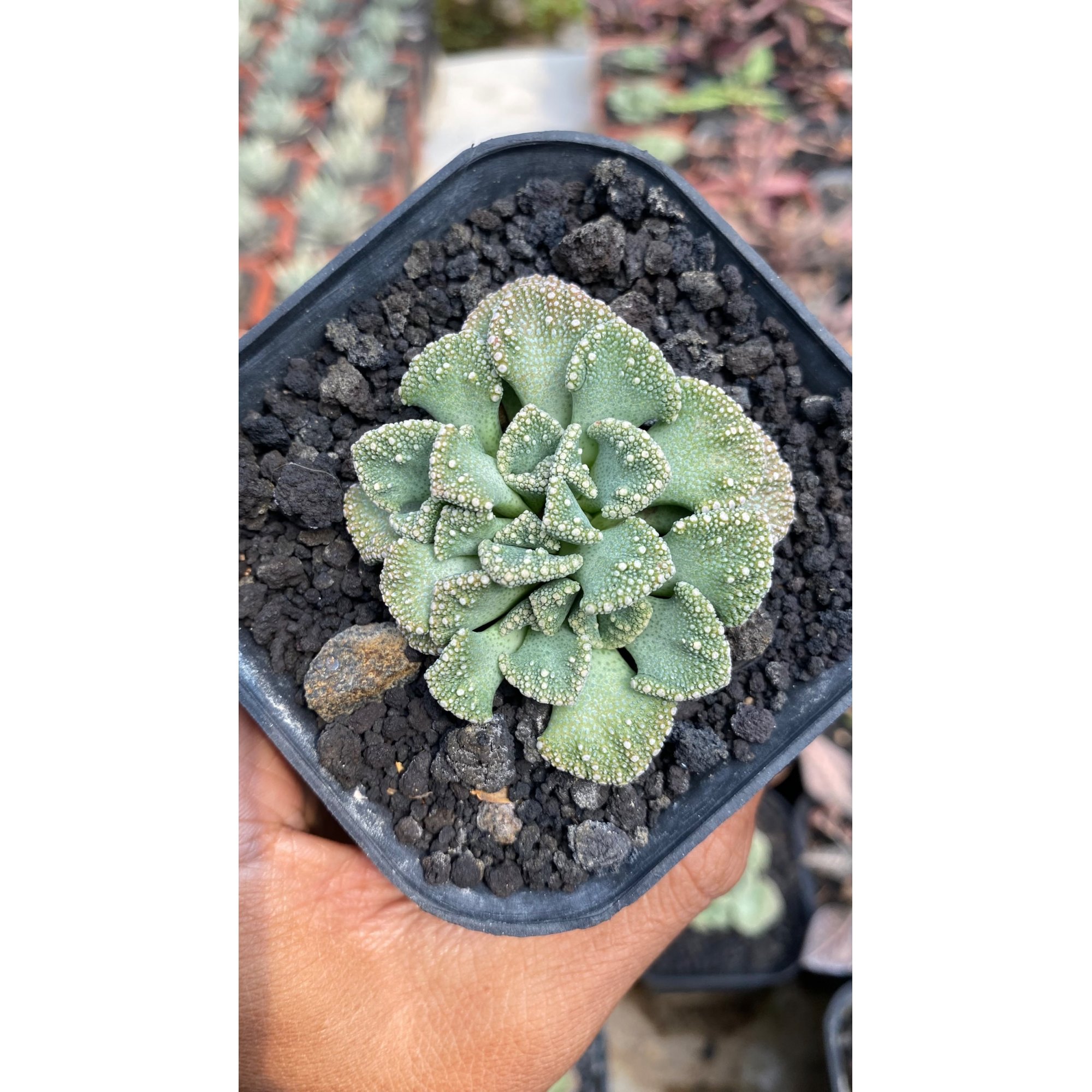 Titanopsis Calcarea size 8 cm, real feature image plant. Picture taken directly from kaktus.id community Titanopsis farmer green houses.