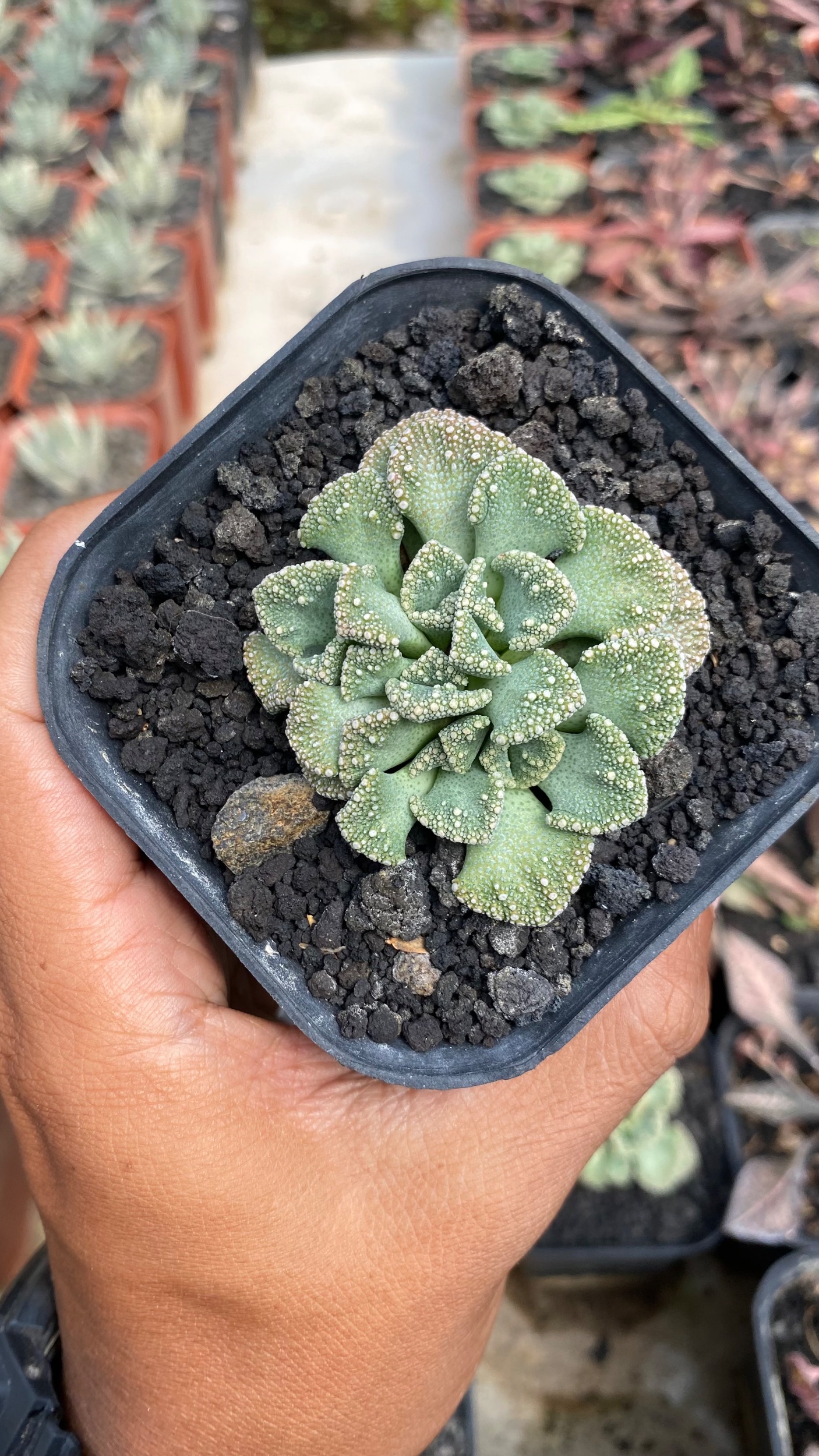Titanopsis Calcarea size 8 cm, real gallery image #1 plants. Picture taken directly from kaktus.id community Titanopsis farmer green houses.