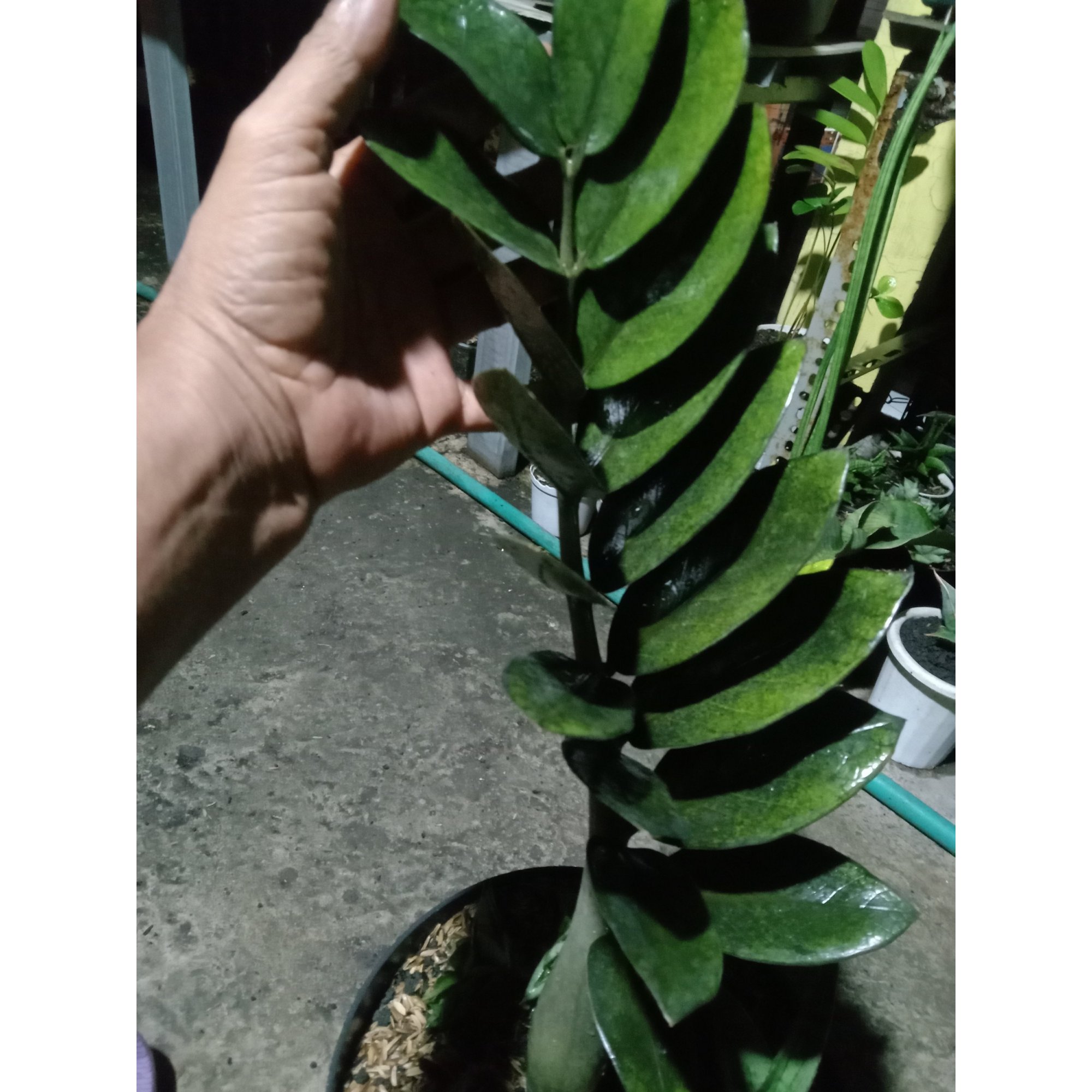 Zamia Black Raven, real feature image plant. Picture taken directly from kaktus.id community Zamia farmer green houses.