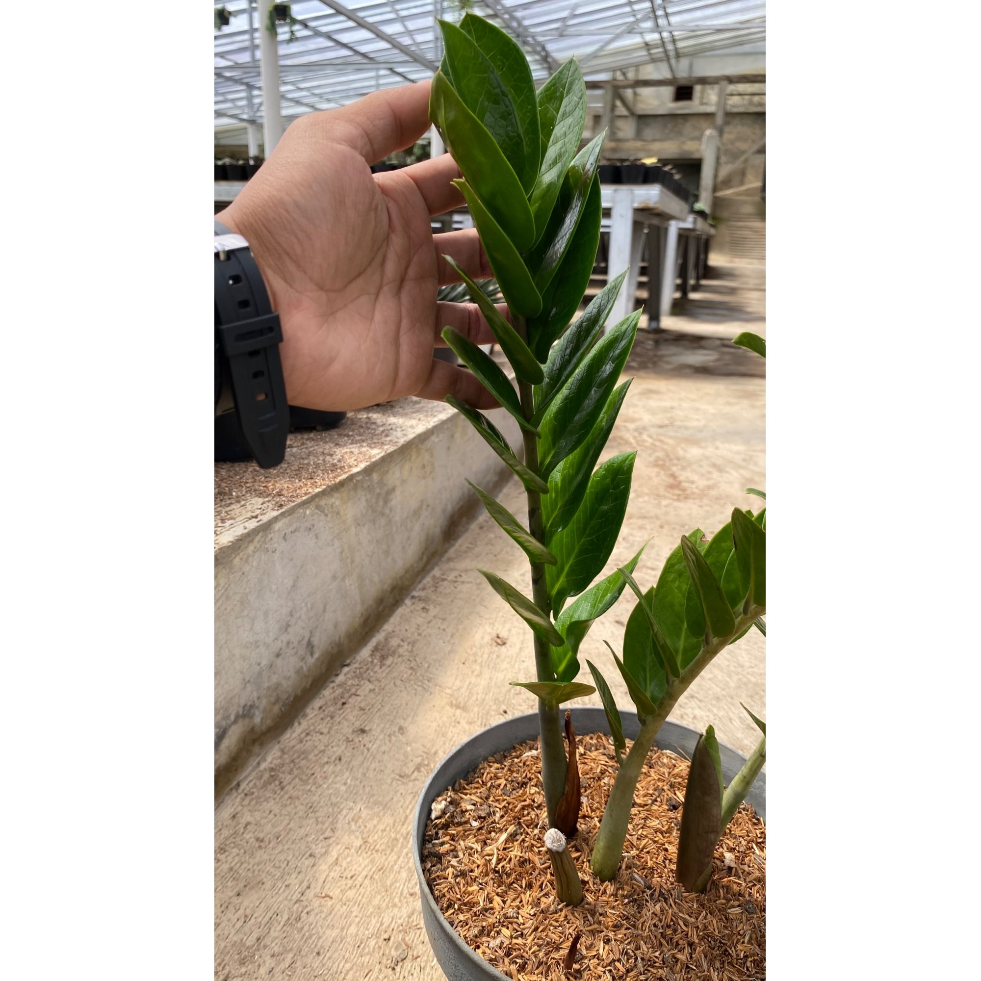 Zamioculcas Zamiifolia Green, real feature image plant. Picture taken directly from kaktus.id community Zamioculcas farmer green houses.