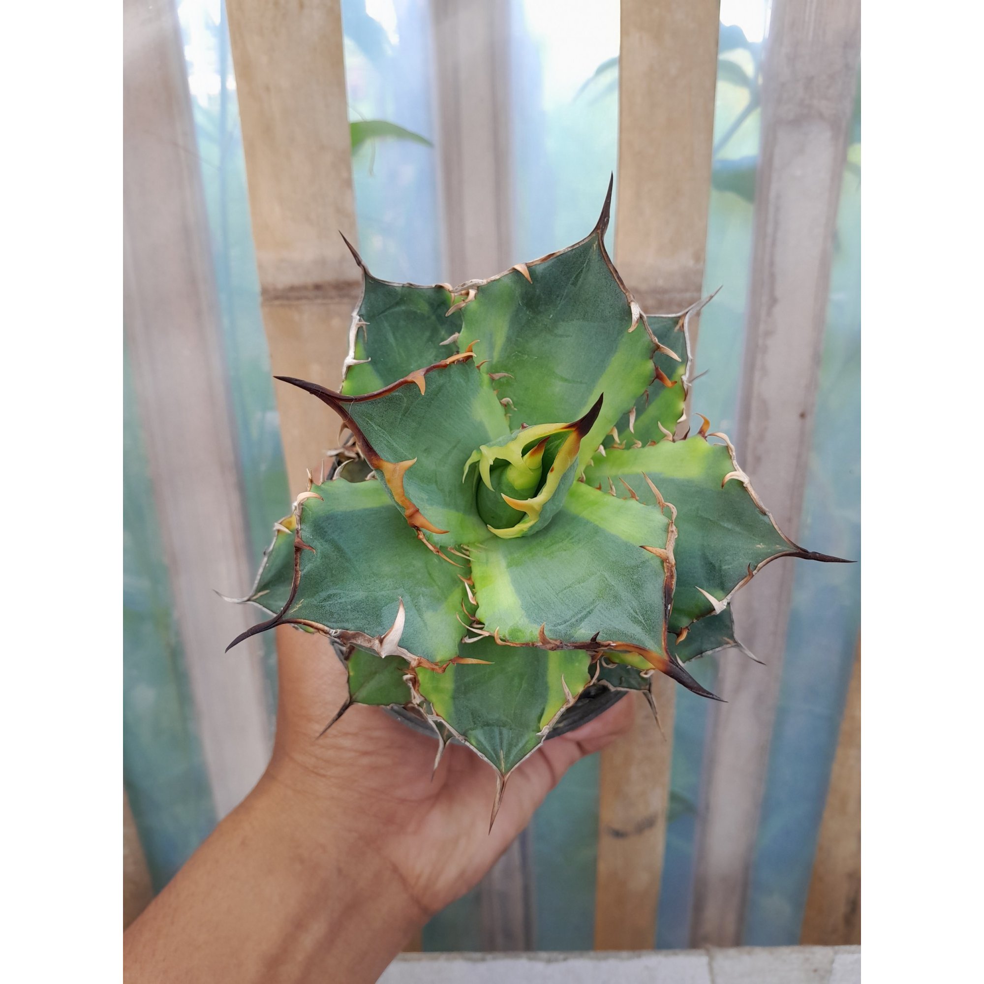 Agave Banana Peel, real feature image plant. Picture taken directly from kaktus.id community Agave farmer green houses.