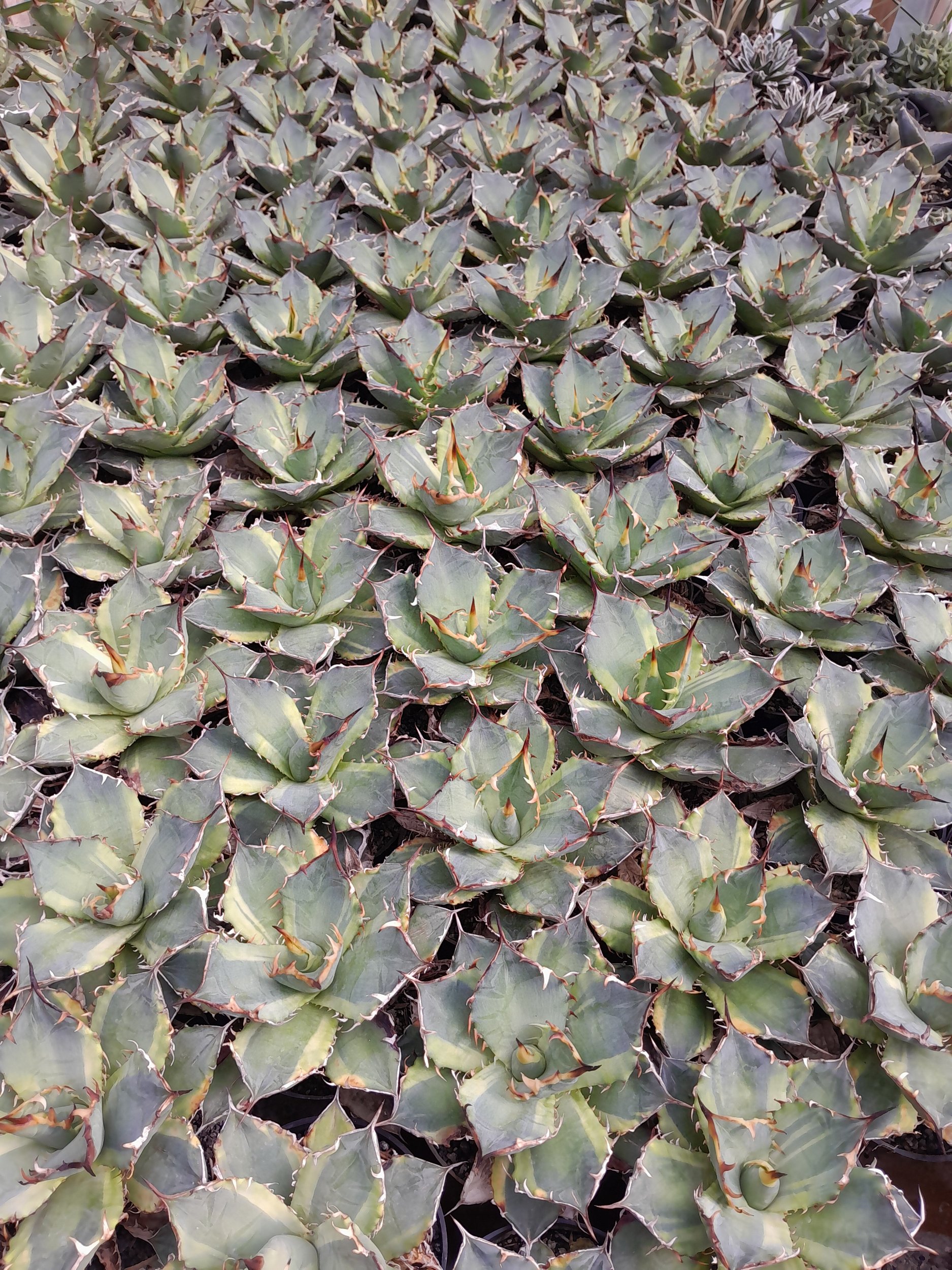 Agave Banana Peel, real gallery image #3 plants. Picture taken directly from kaktus.id community Agave farmer green houses.