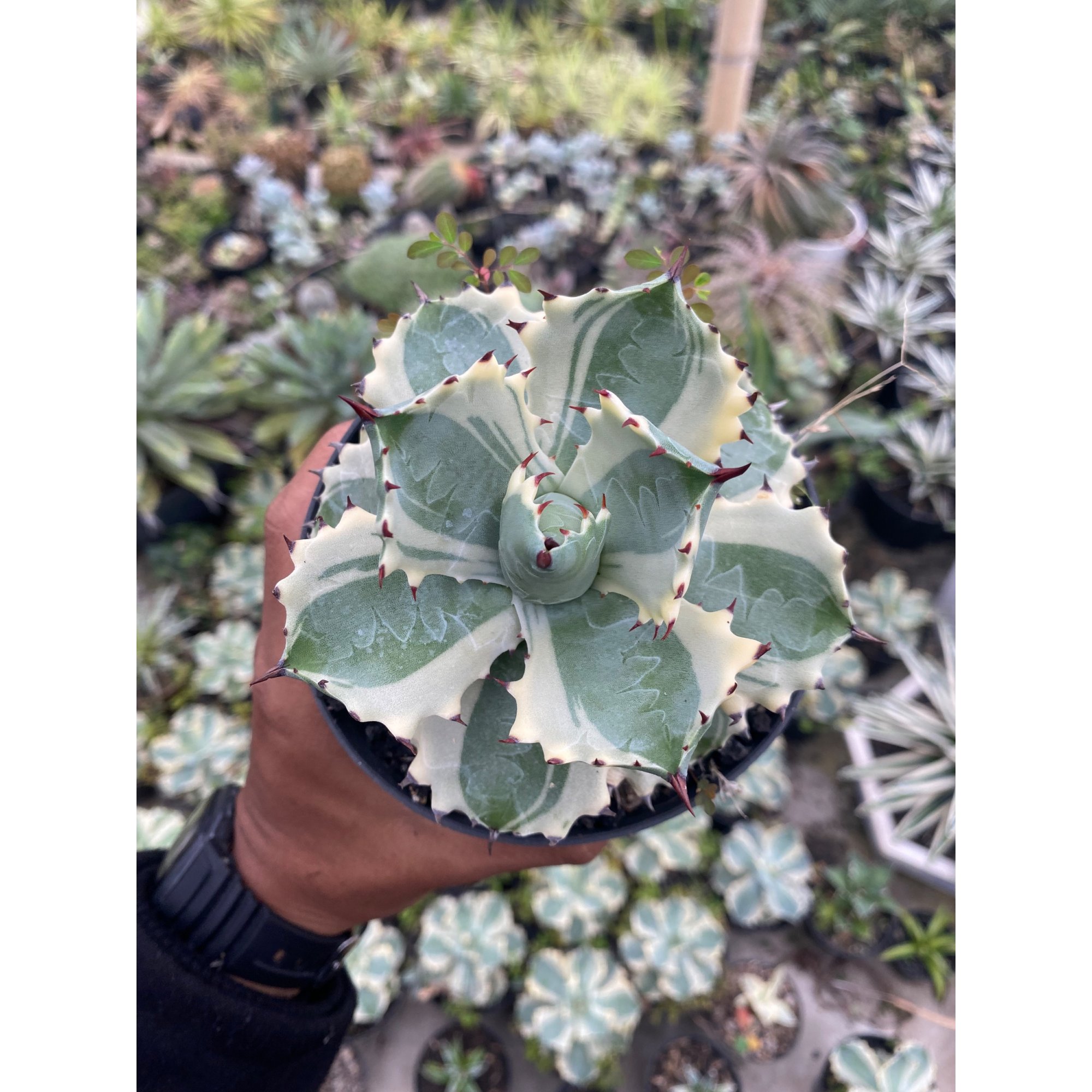 Agave Isthmensis Kabutogani, real feature image plant. Picture taken directly from kaktus.id community Agave farmer green houses.