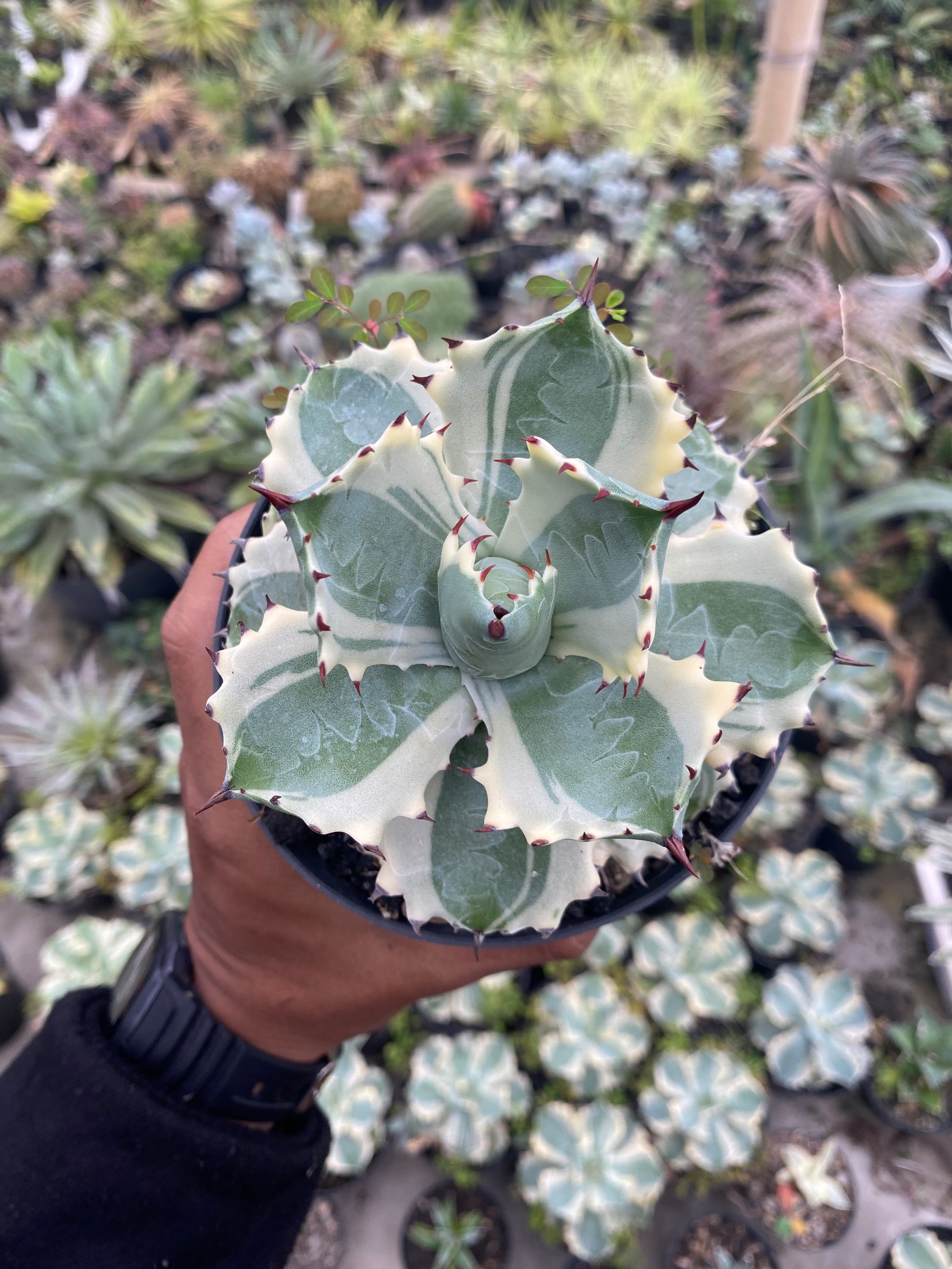 Agave Isthmensis Kabutogani, real gallery image #1 plants. Picture taken directly from kaktus.id community Agave farmer green houses.