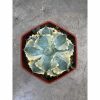 Agave Isthmensis Kabutogani