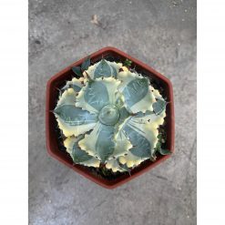 Agave Isthmensis Kabutogani