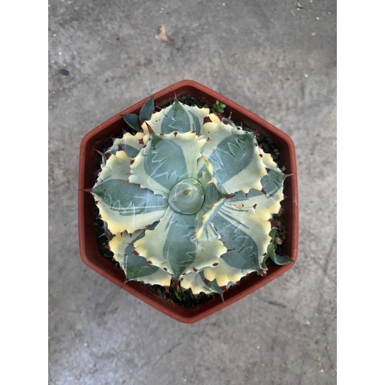 1928. Agave Isthmensis Kabutogani