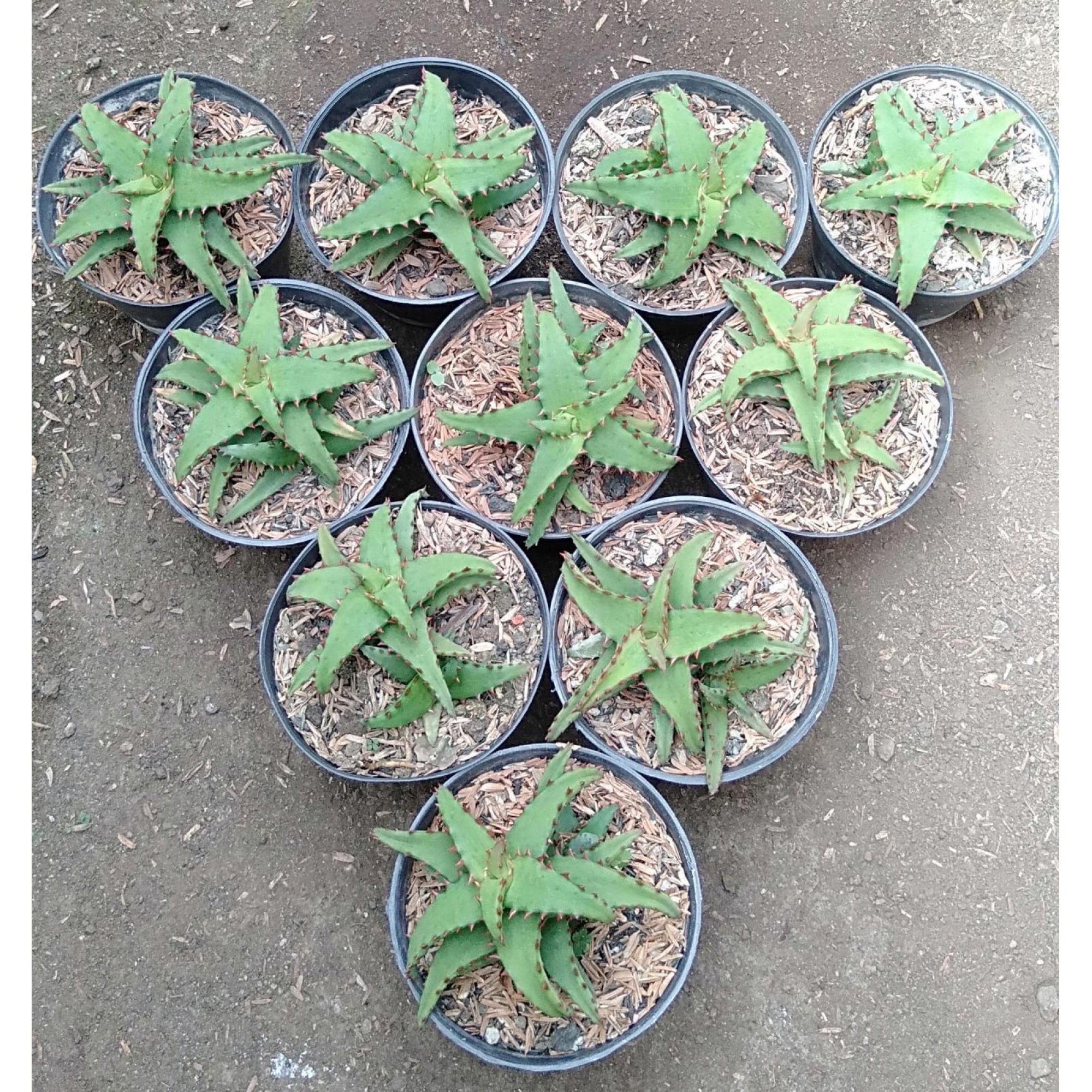 Aloe Castilloniae 10pcs, real feature image plant. Picture taken directly from kaktus.id community Aloe farmer green houses.