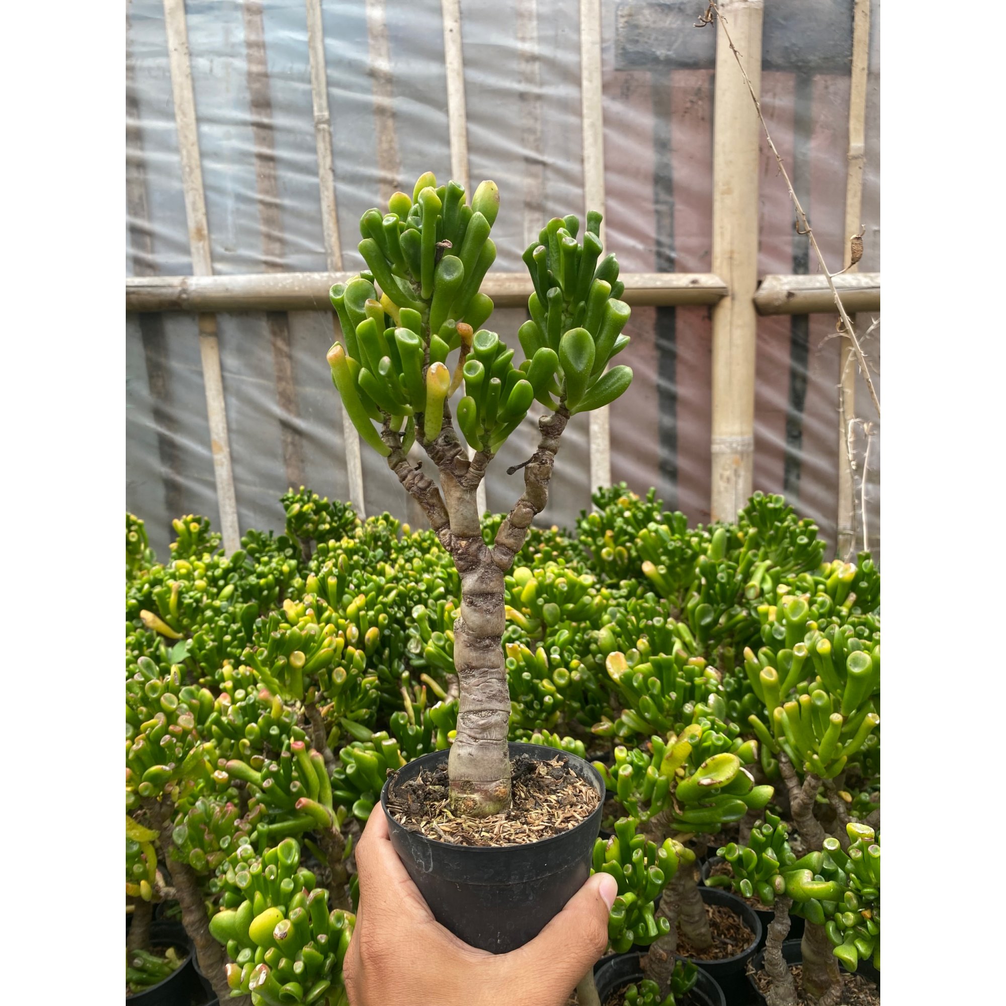 Crassula Ovata ‘gollum' Bonsai, real feature image plant. Picture taken directly from kaktus.id community Crassula farmer green houses.
