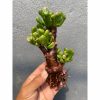 Crassula Ovata ‘gollum' Bonsai