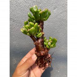 Crassula Ovata ‘gollum' Bonsai