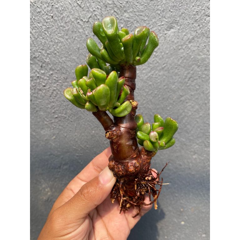 1921. Crassula Ovata ‘gollum' Bonsai