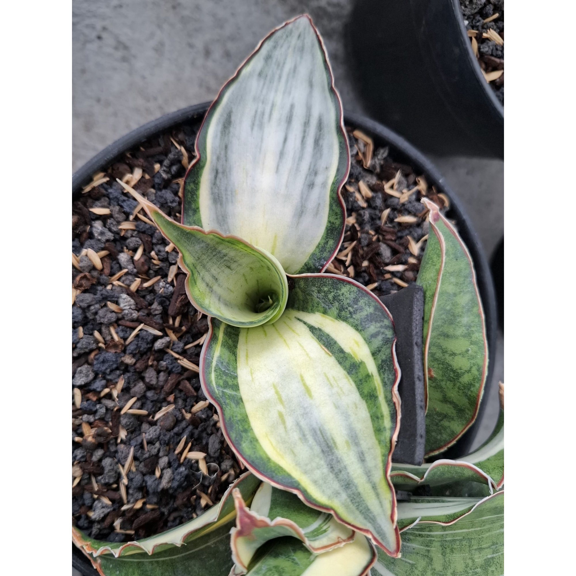 Dragon Compacta White Variegated ( Only Kid ), real feature image plant. Picture taken directly from kaktus.id community Dragon farmer green houses.