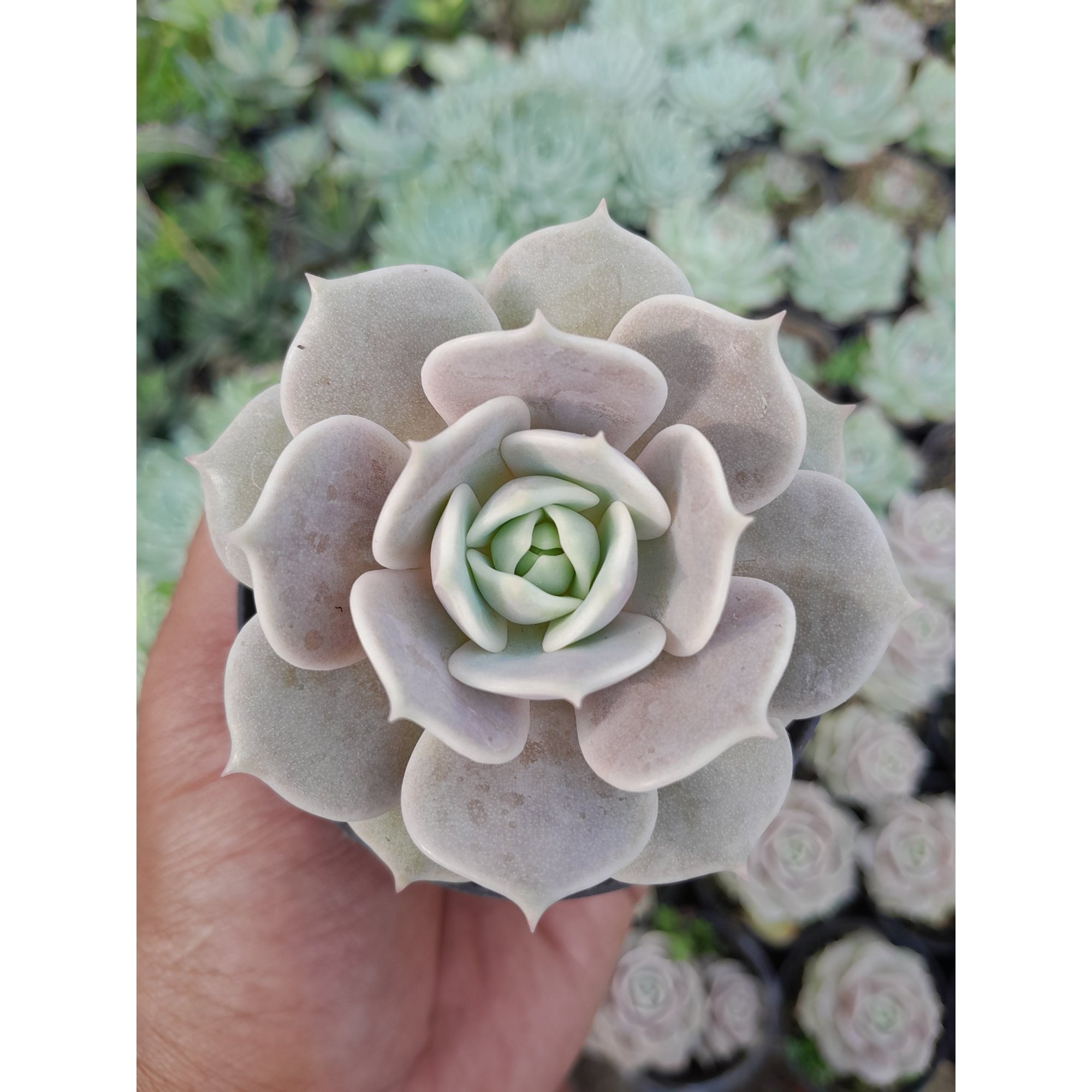 Echeveria Lola, real feature image plant. Picture taken directly from kaktus.id community Echeveria farmer green houses.