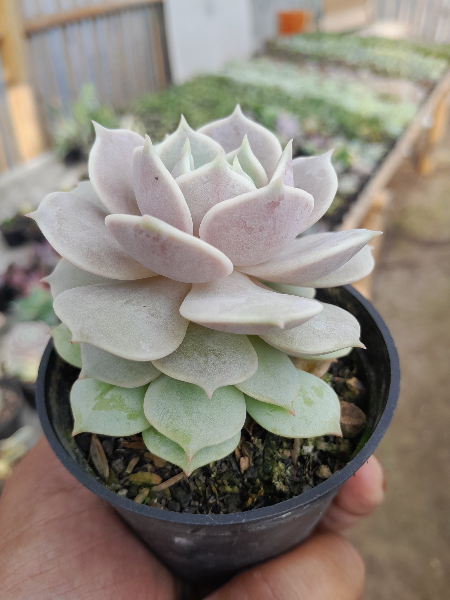 Echeveria Lola, real gallery image #1 plants. Picture taken directly from kaktus.id community Echeveria farmer green houses.