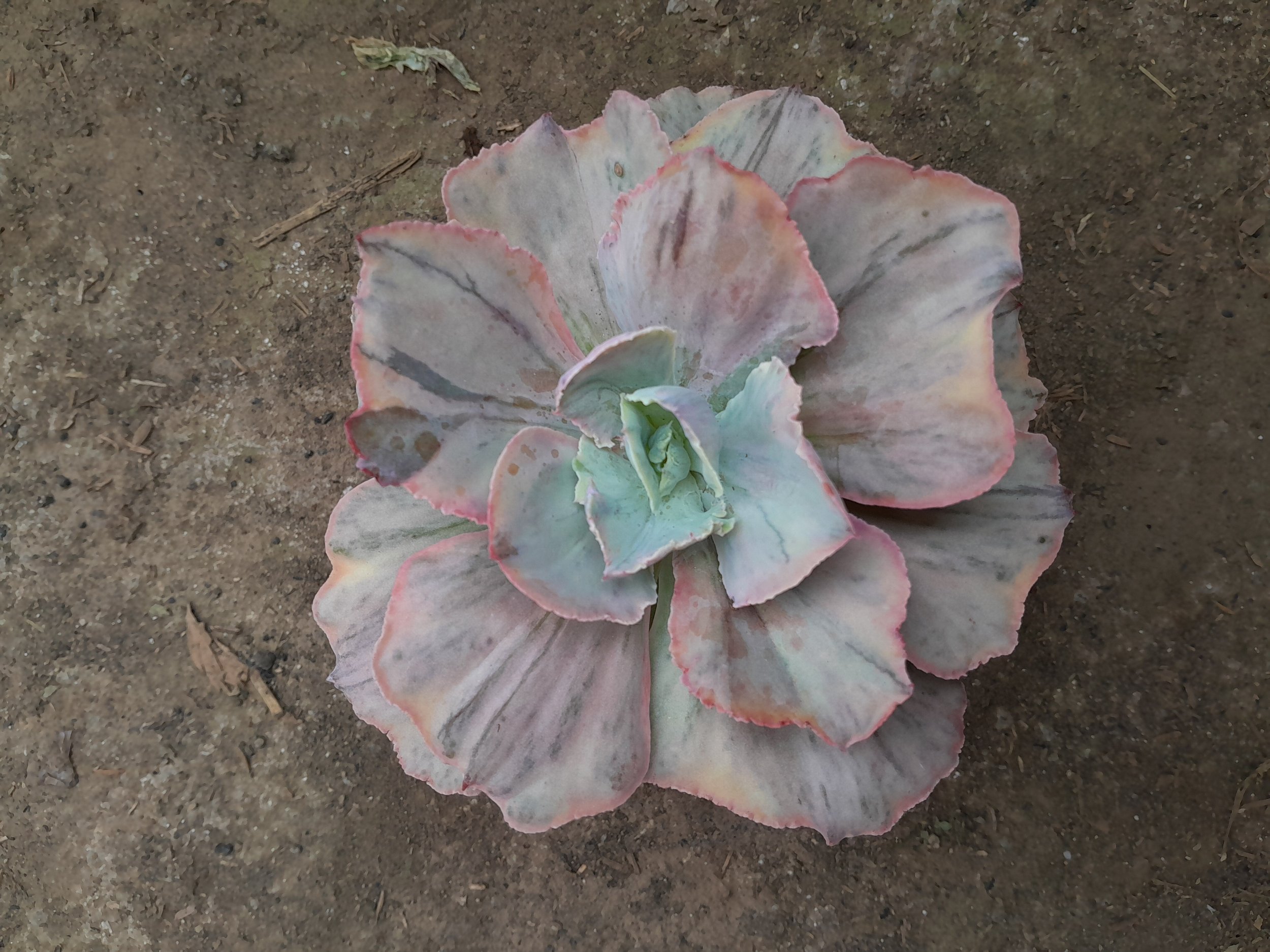 Echeveria Pink Diamond, real gallery image #1 plants. Picture taken directly from kaktus.id community Echeveria farmer green houses.