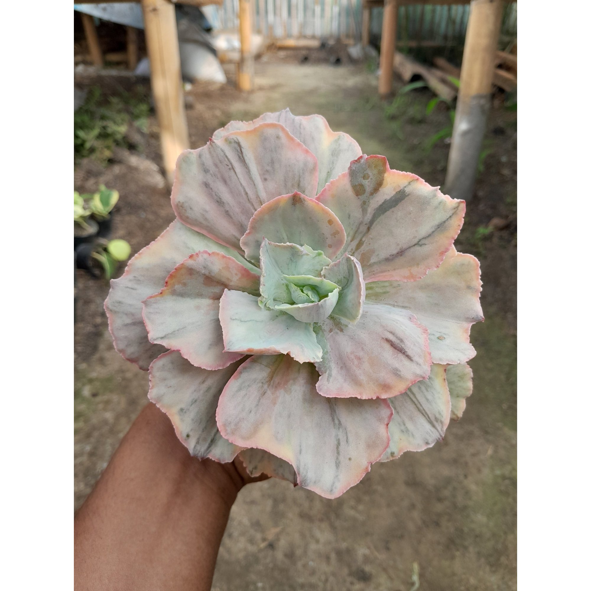 Echeveria Pink Diamond, real feature image plant. Picture taken directly from kaktus.id community Echeveria farmer green houses.