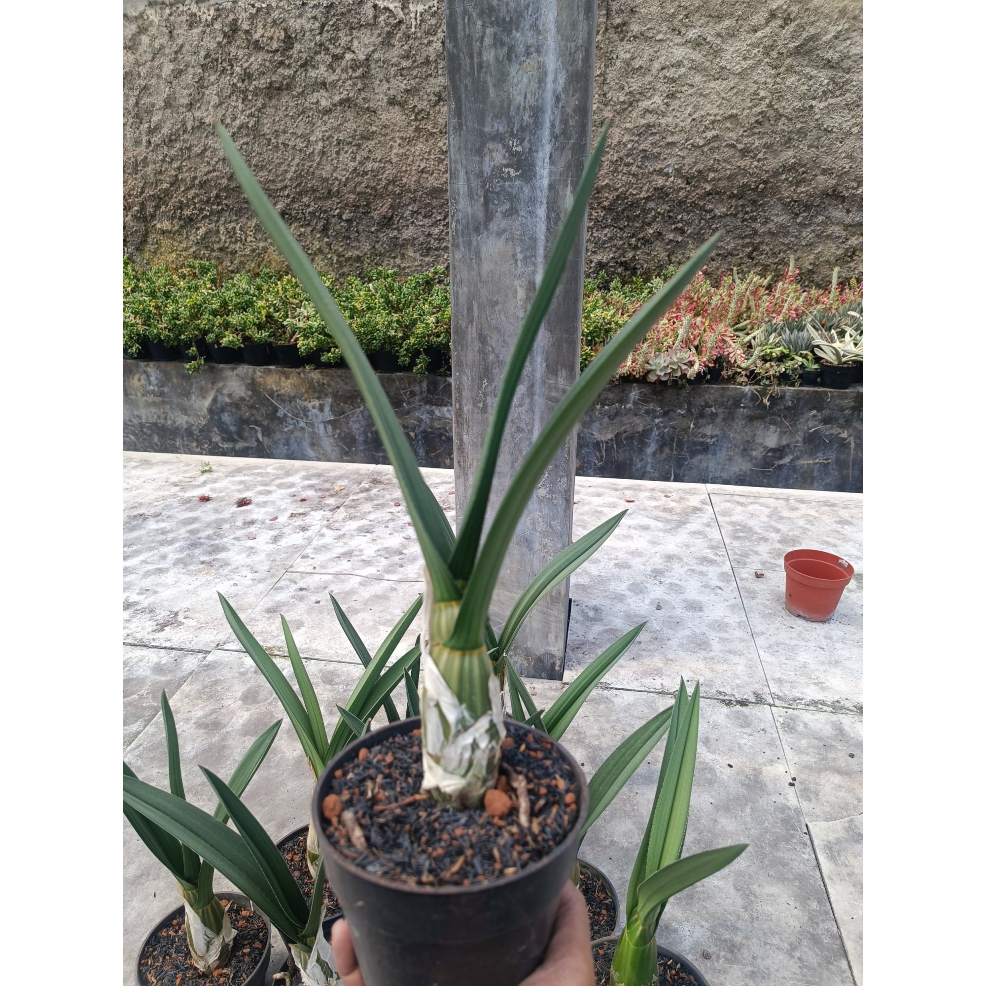 Eulophia Petersii size 25 cm, real feature image plant. Picture taken directly from kaktus.id community Eulophia farmer green houses.