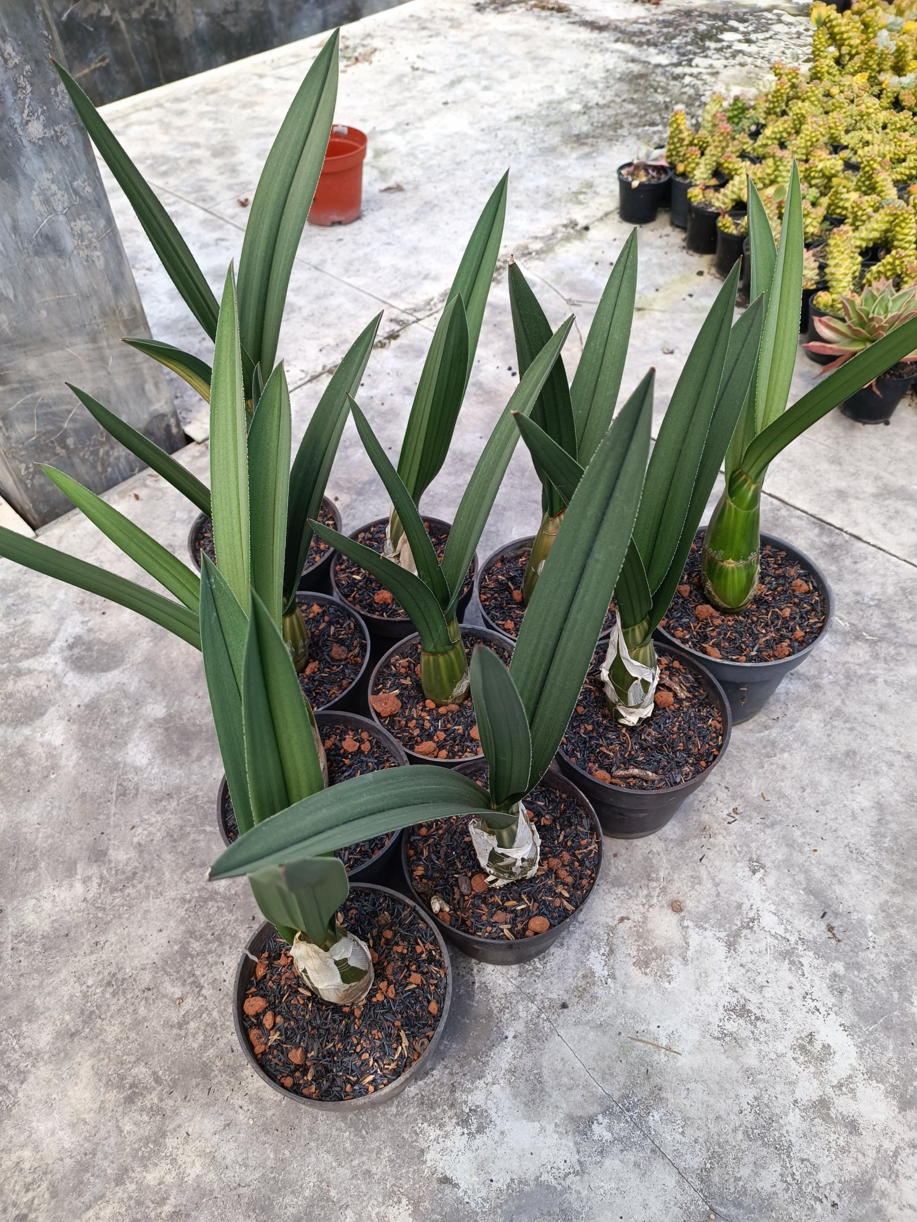 Eulophia Petersii size 25 cm, real gallery image #1 plants. Picture taken directly from kaktus.id community Eulophia farmer green houses.