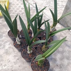 Eulophia Petersii size 25 cm