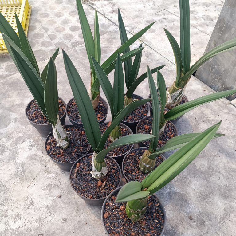 1999. Eulophia Petersii Size 25 Cm