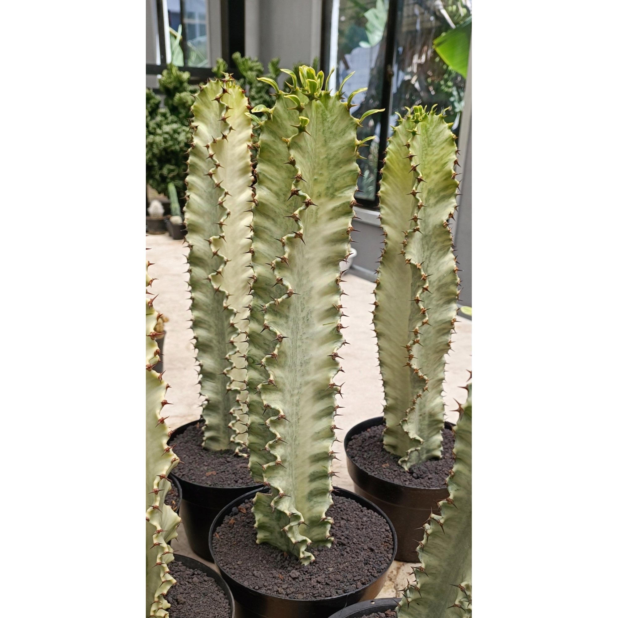 Euphorbia Ammak Variegated, real feature image plant. Picture taken directly from kaktus.id community Euphorbia farmer green houses.