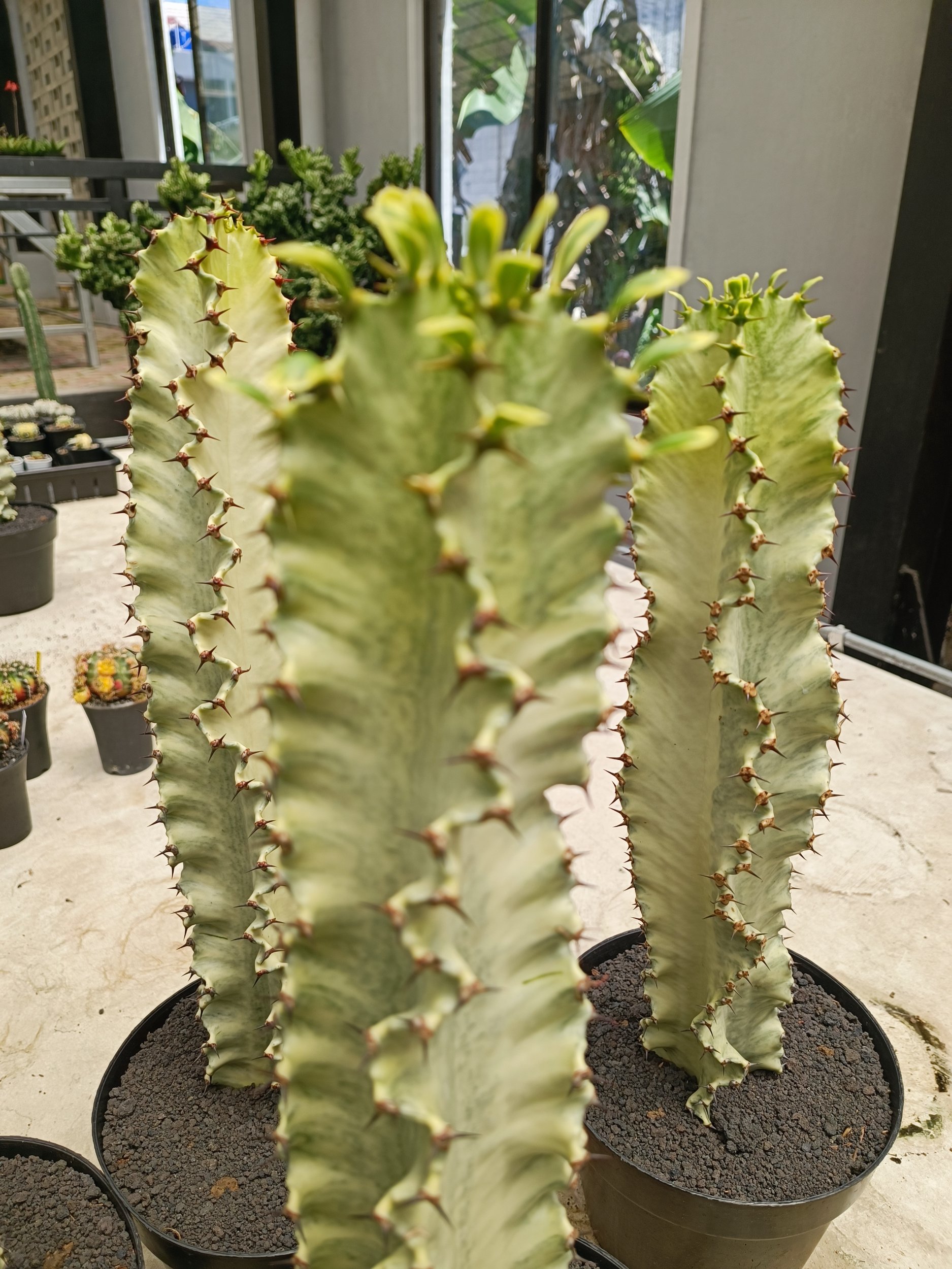 Euphorbia Ammak Variegated, real gallery image #1 plants. Picture taken directly from kaktus.id community Euphorbia farmer green houses.