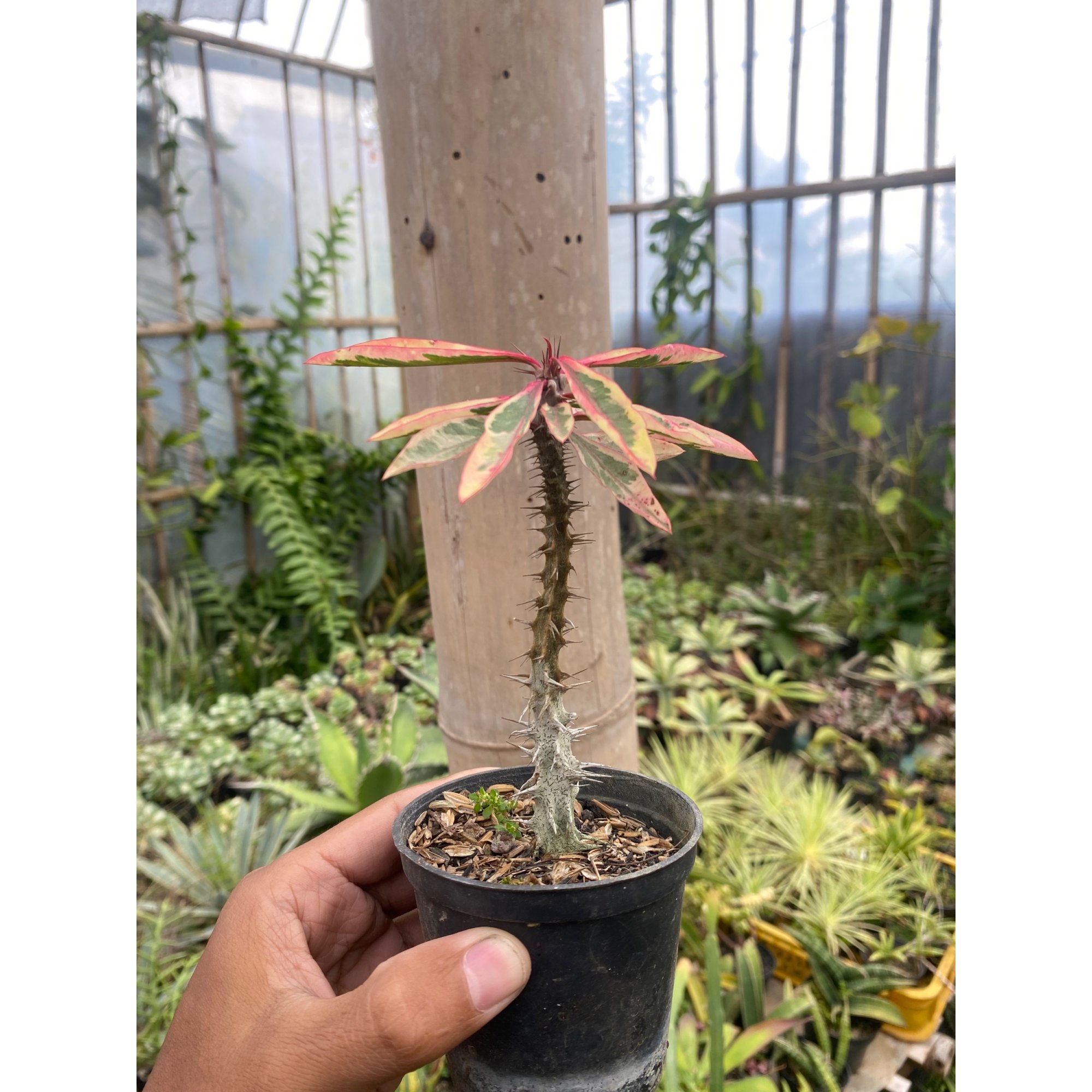 Euphorbia Milii Variegated, real feature image plant. Picture taken directly from kaktus.id community Euphorbia farmer green houses.