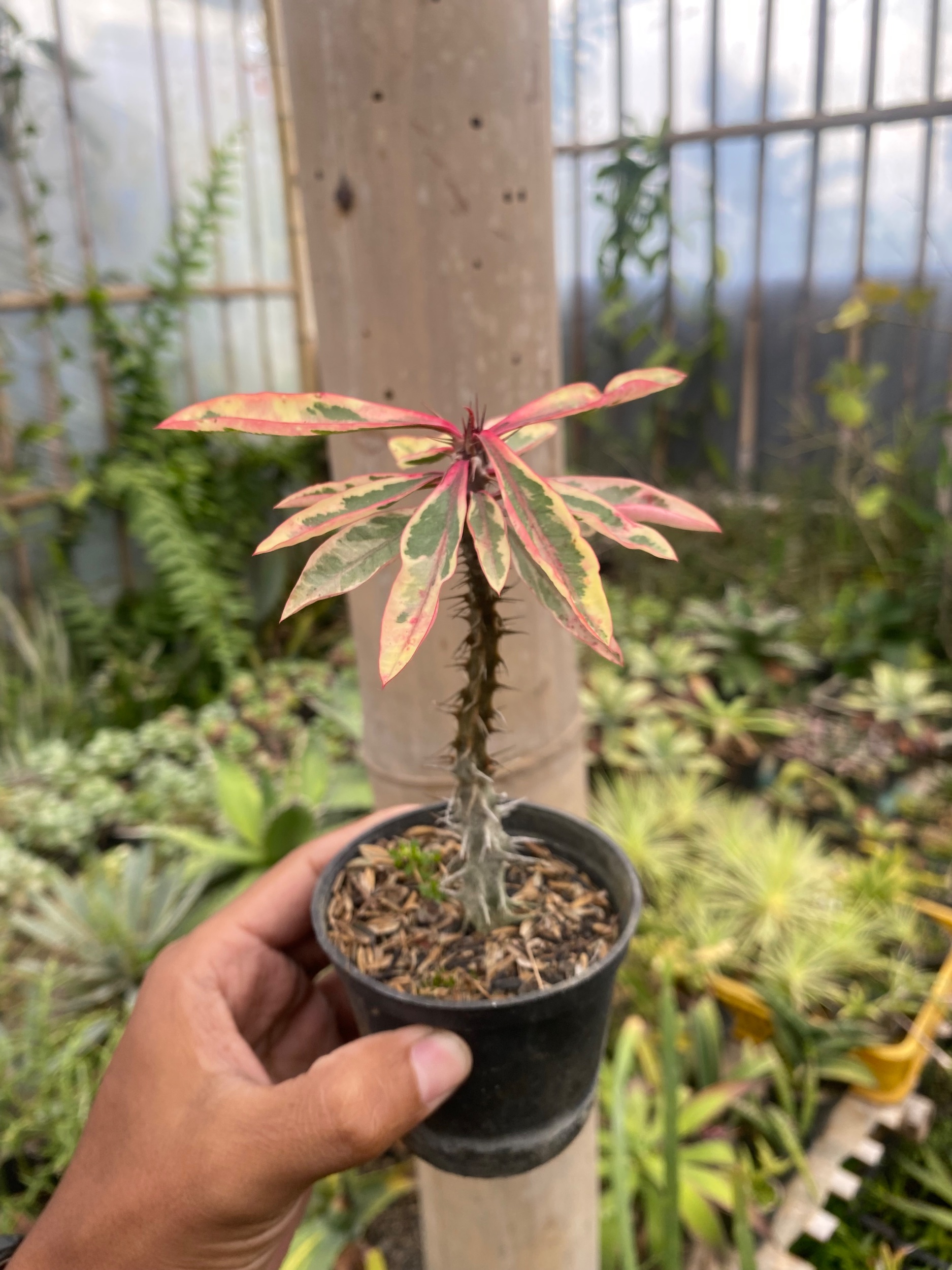 Euphorbia Milii Variegated, real gallery image #1 plants. Picture taken directly from kaktus.id community Euphorbia farmer green houses.