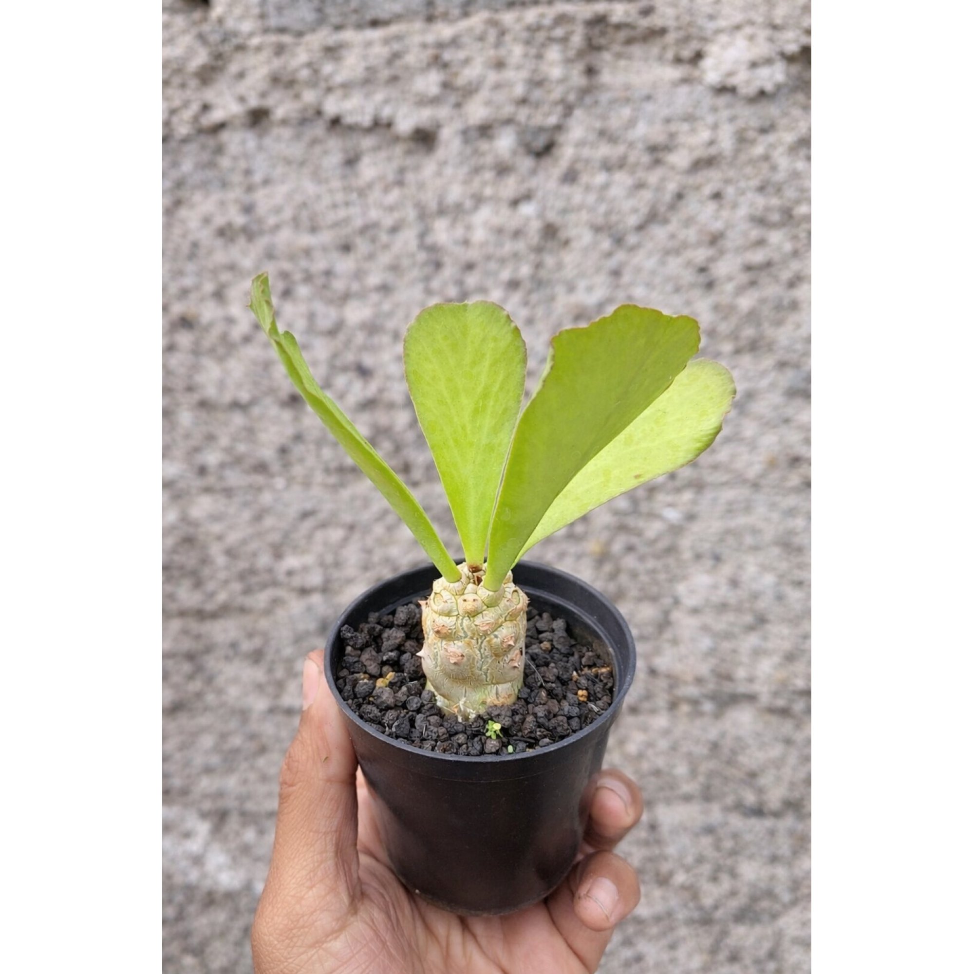 Euphorbia Poissonii, real feature image plant. Picture taken directly from kaktus.id community Euphorbia farmer green houses.