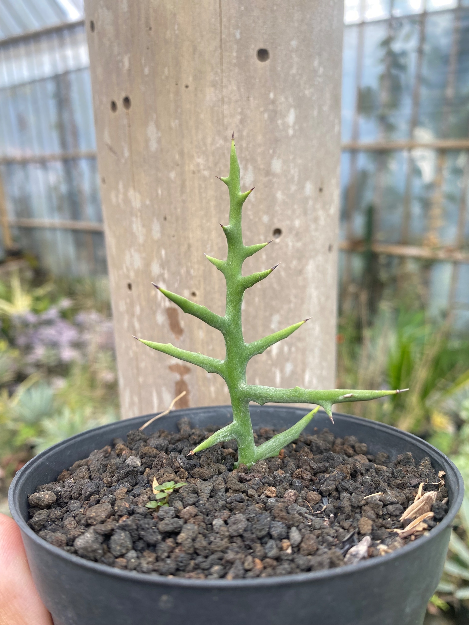 Euphorbia Stenoclada, real gallery image #1 plants. Picture taken directly from kaktus.id community Euphorbia farmer green houses.