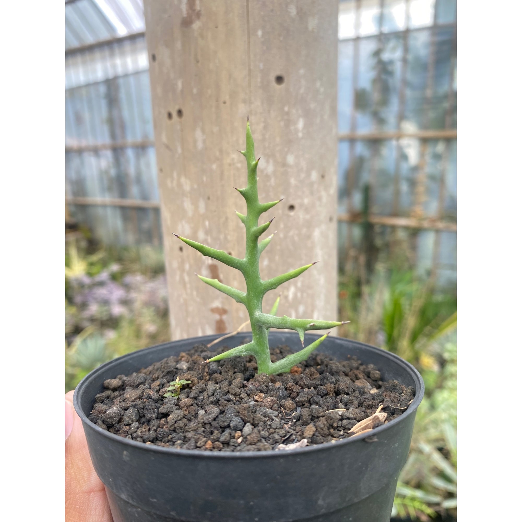 Euphorbia Stenoclada, real feature image plant. Picture taken directly from kaktus.id community Euphorbia farmer green houses.