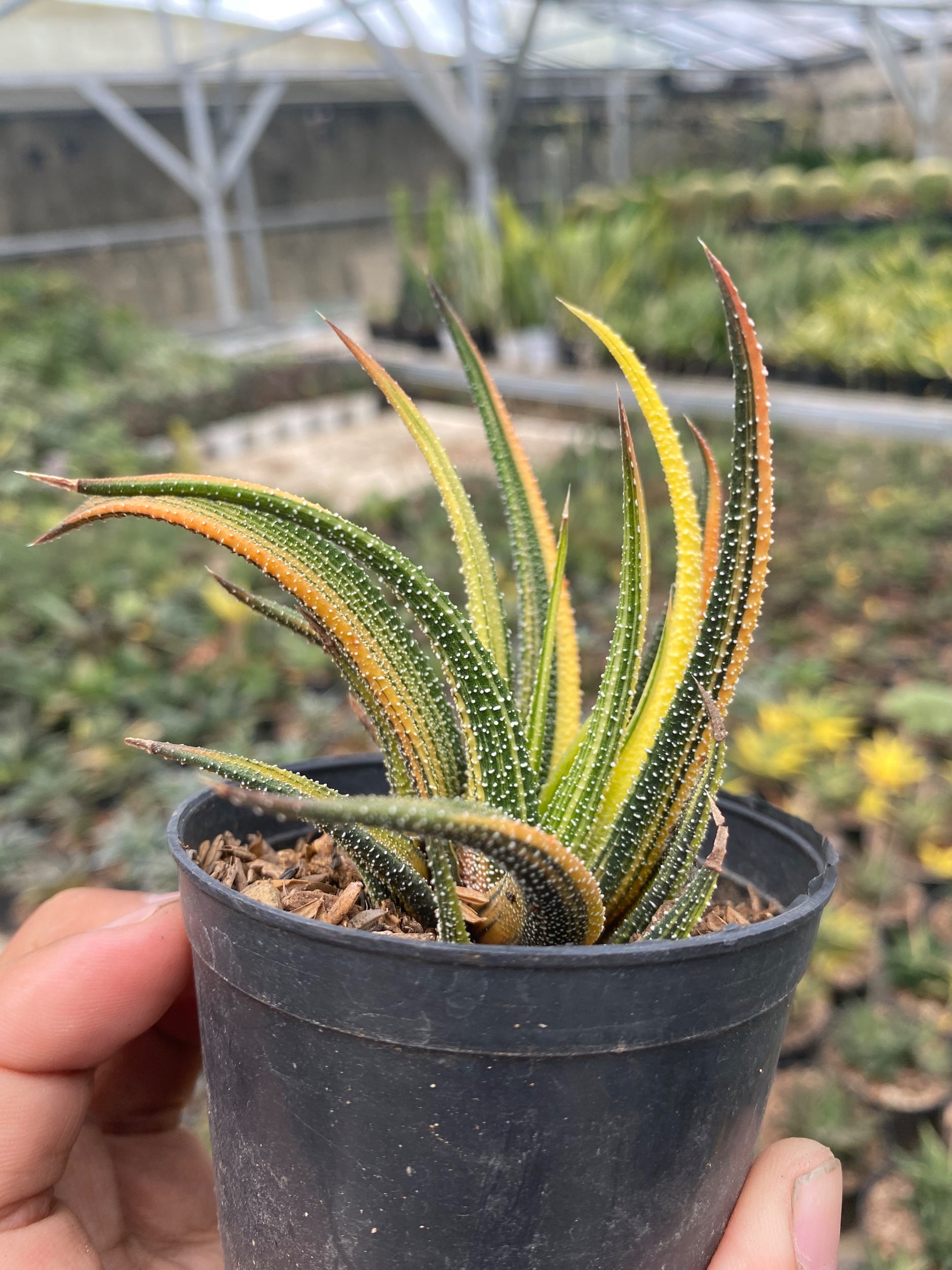 Haworthia Attenuata Radula Variegated, real gallery image #1 plants. Picture taken directly from kaktus.id community Haworthia farmer green houses.