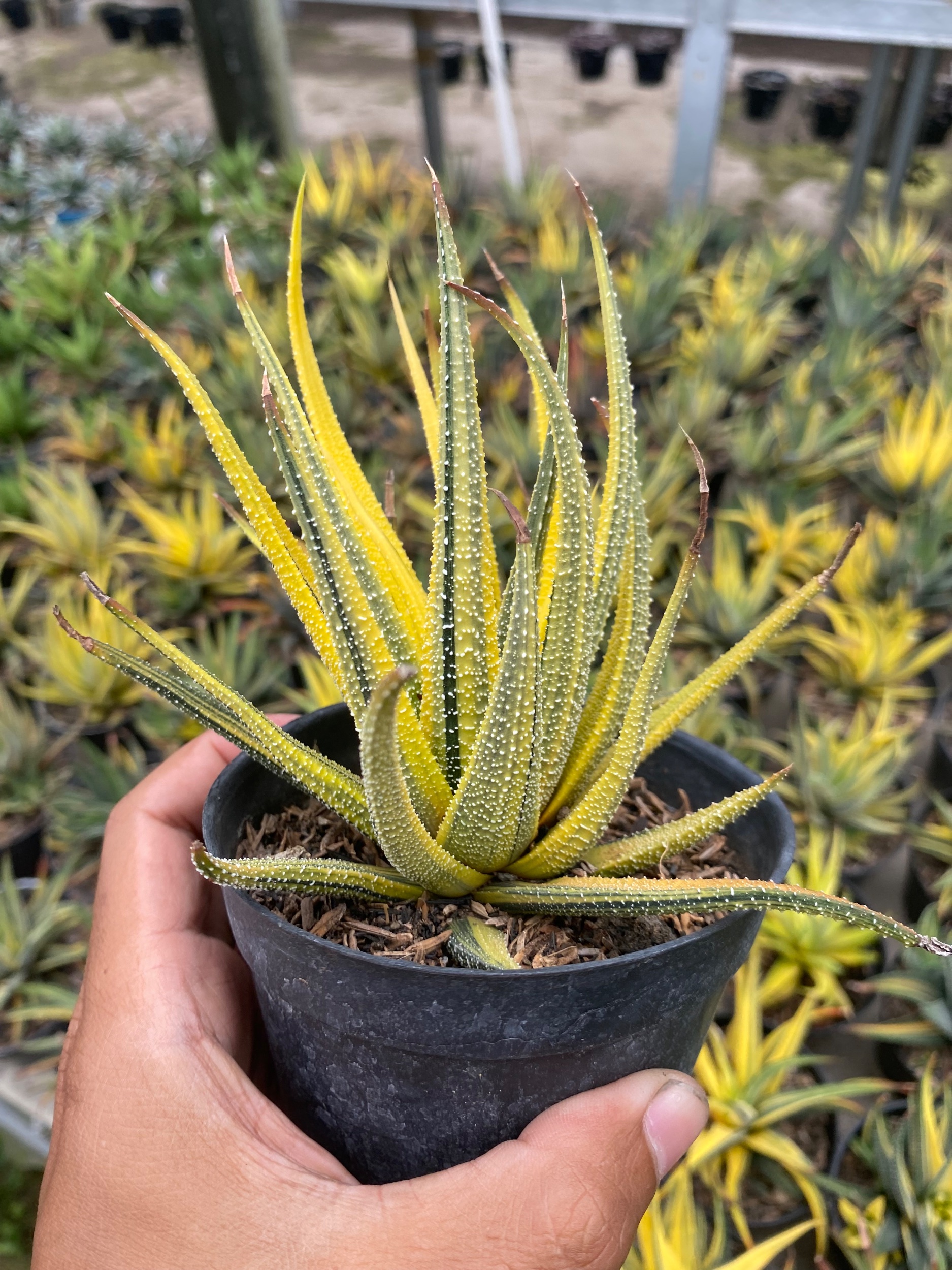 Haworthia Attenuata Radula Variegated Aurea, real gallery image #1 plants. Picture taken directly from kaktus.id community Haworthia farmer green houses.