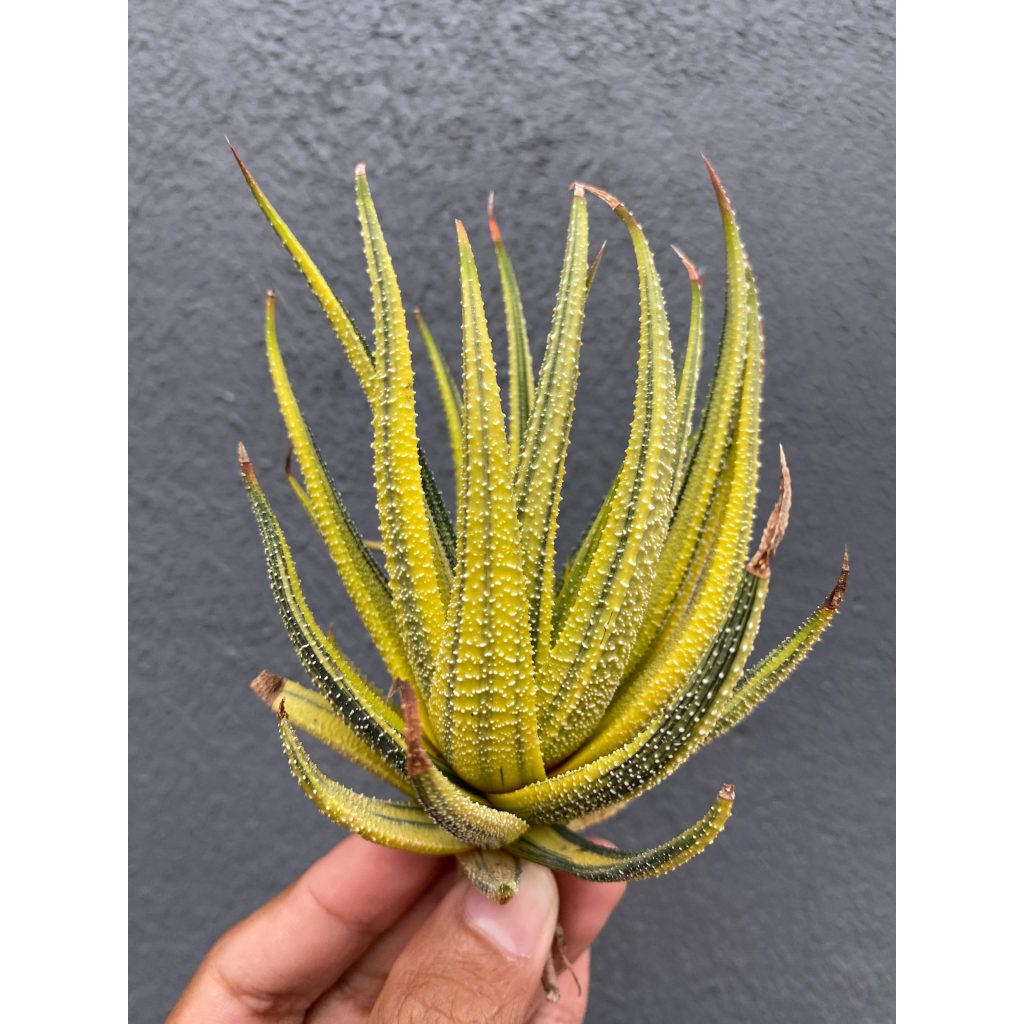 kaktus.id