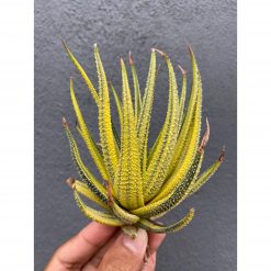 Haworthia Attenuata Radula Variegated Aurea
