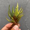 Haworthia Attenuata Radula Variegated