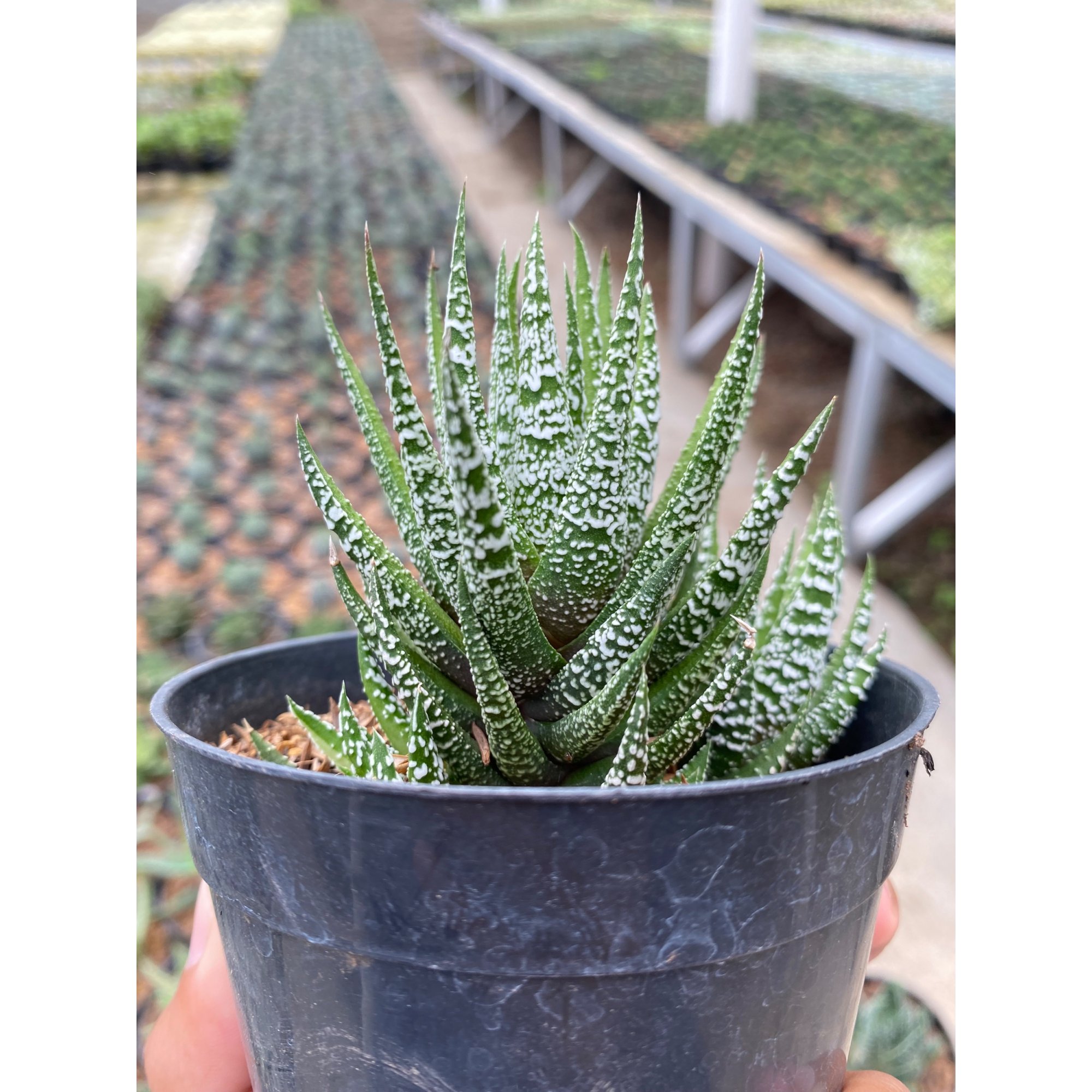 Haworthia Attenuata Slipped Stripes, real feature image plant. Picture taken directly from kaktus.id community Haworthia farmer green houses.
