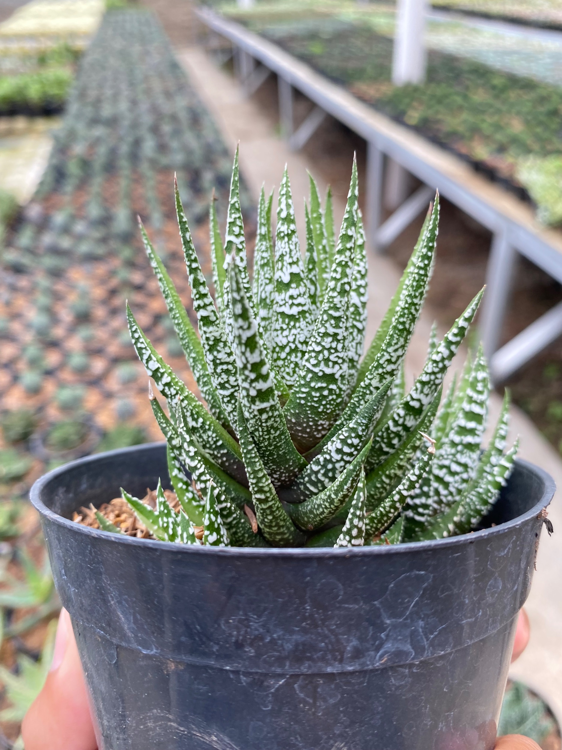 Haworthia Attenuata Slipped Stripes, real gallery image #1 plants. Picture taken directly from kaktus.id community Haworthia farmer green houses.