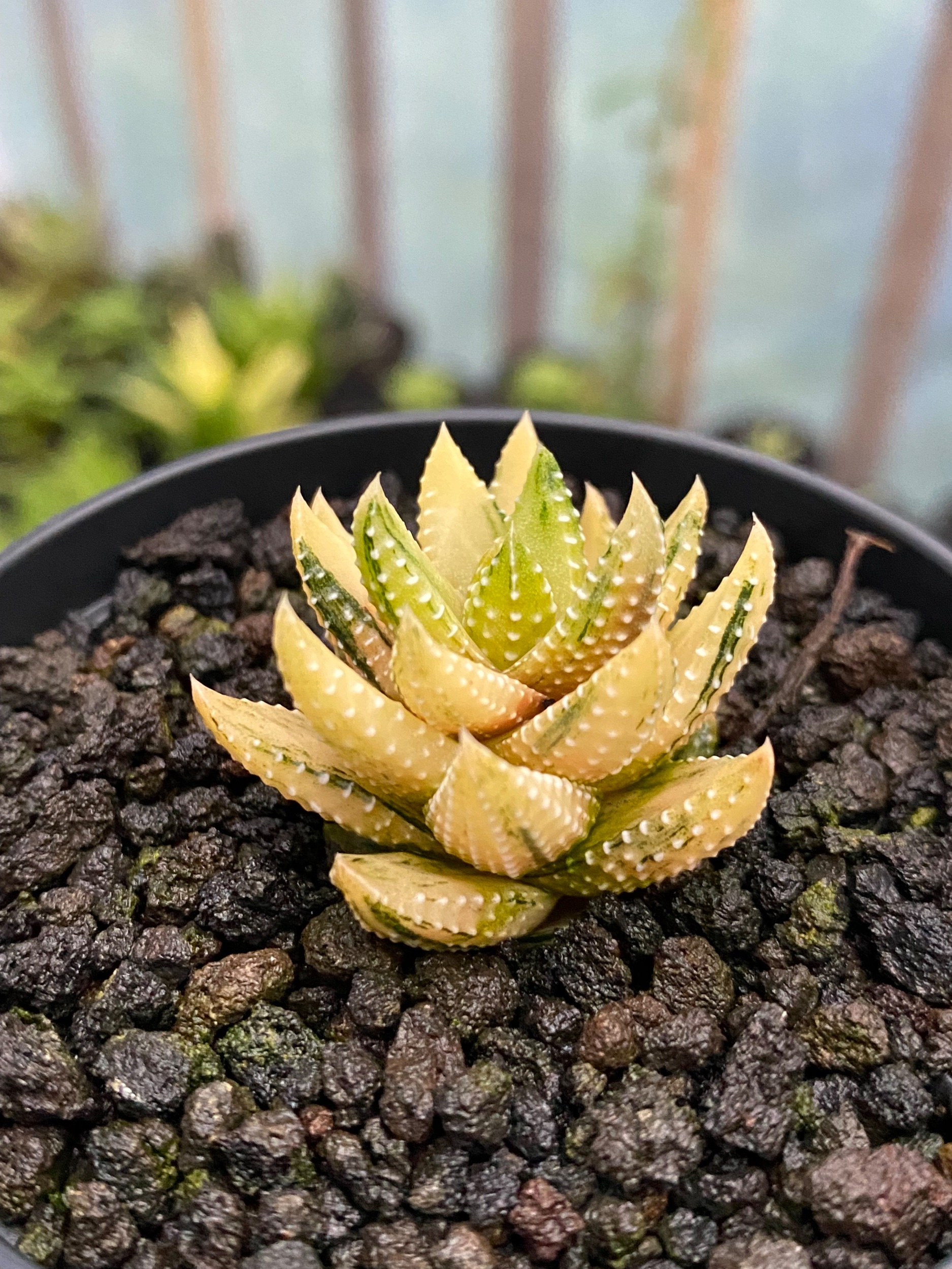Haworthia Coarctata Variegated Aurea, real gallery image #1 plants. Picture taken directly from kaktus.id community Haworthia farmer green houses.