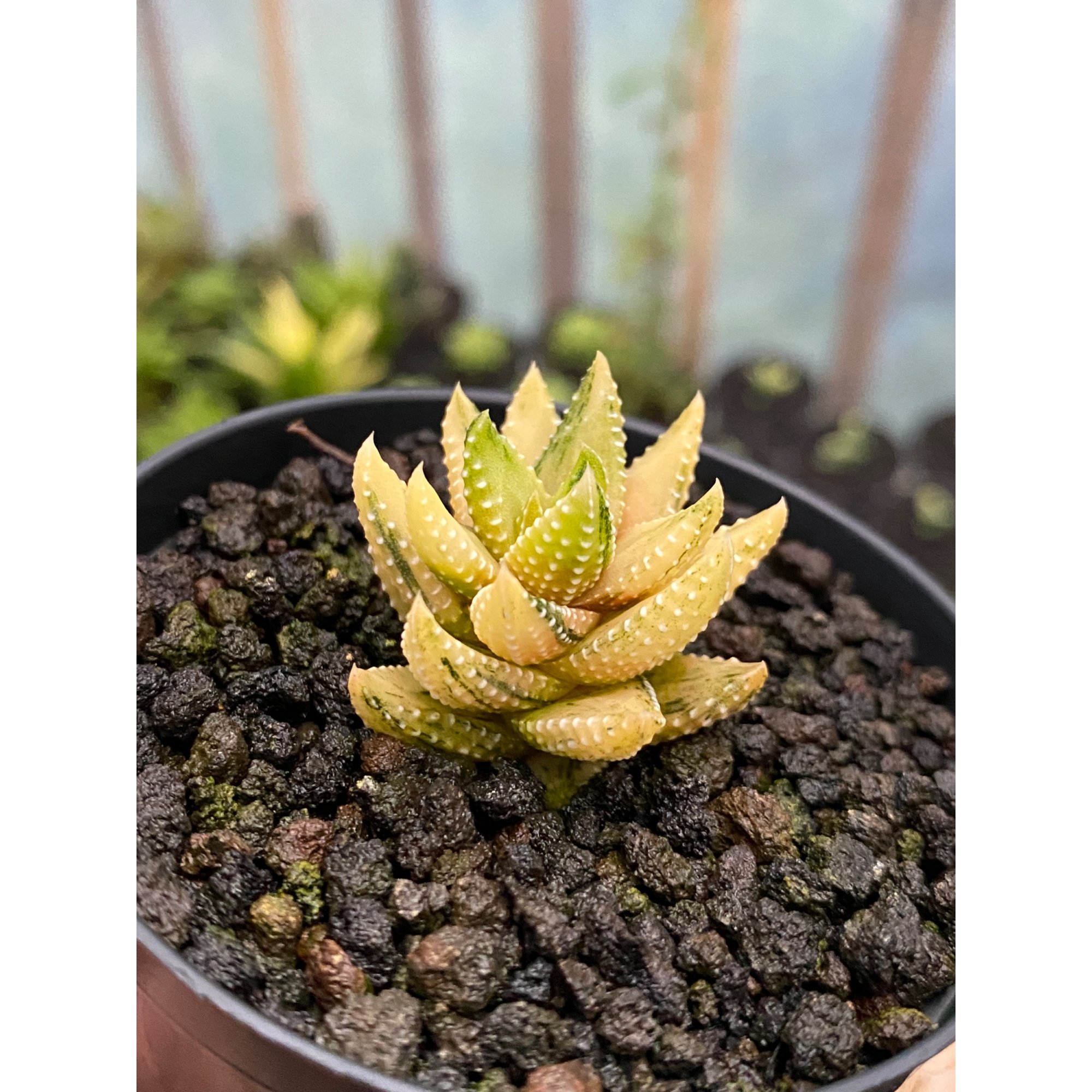 Haworthia Coarctata Variegated Aurea, real feature image plant. Picture taken directly from kaktus.id community Haworthia farmer green houses.