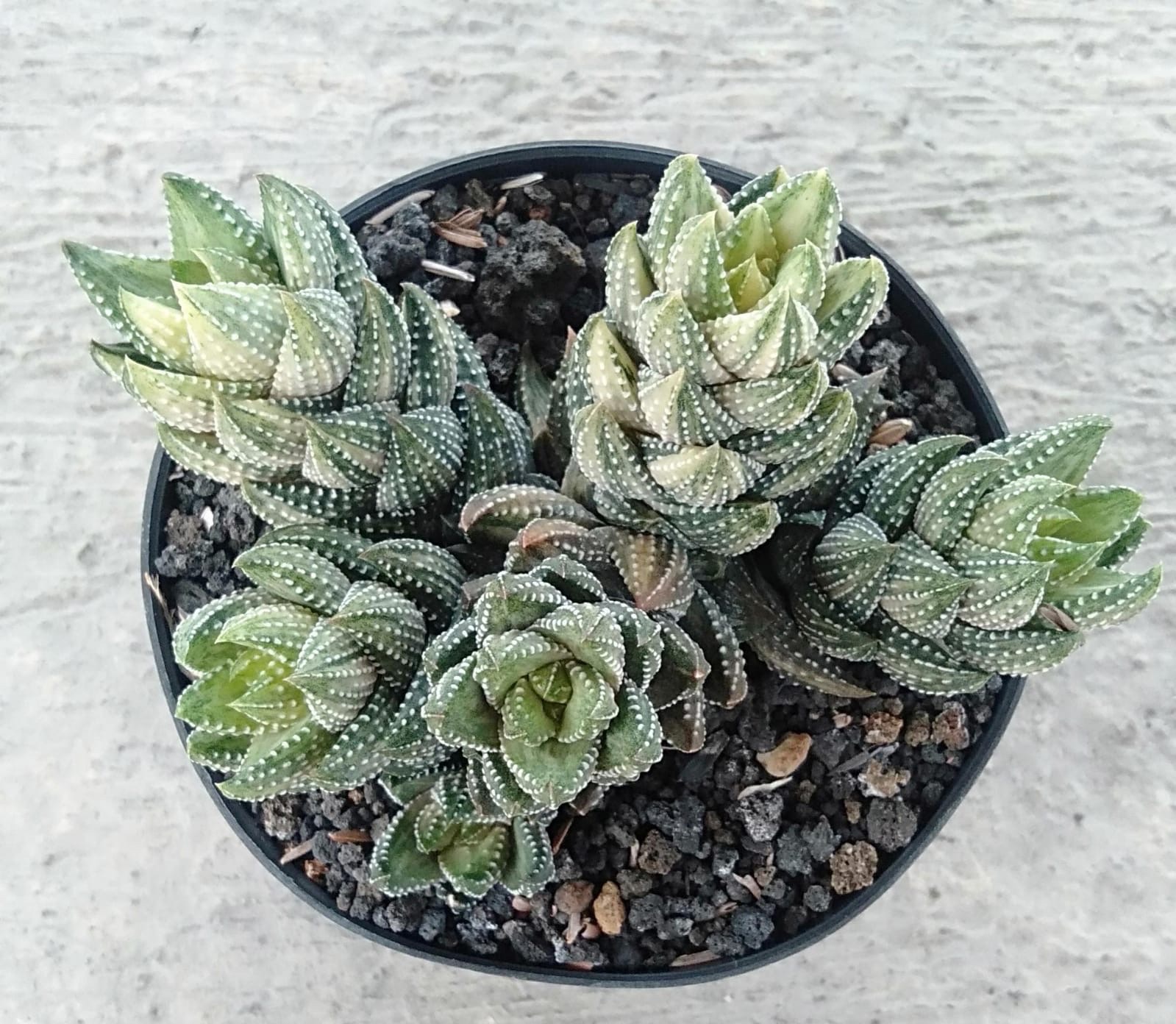 Haworthia Coarctata Variegated Cluster, real gallery image #1 plants. Picture taken directly from kaktus.id community Haworthia farmer green houses.